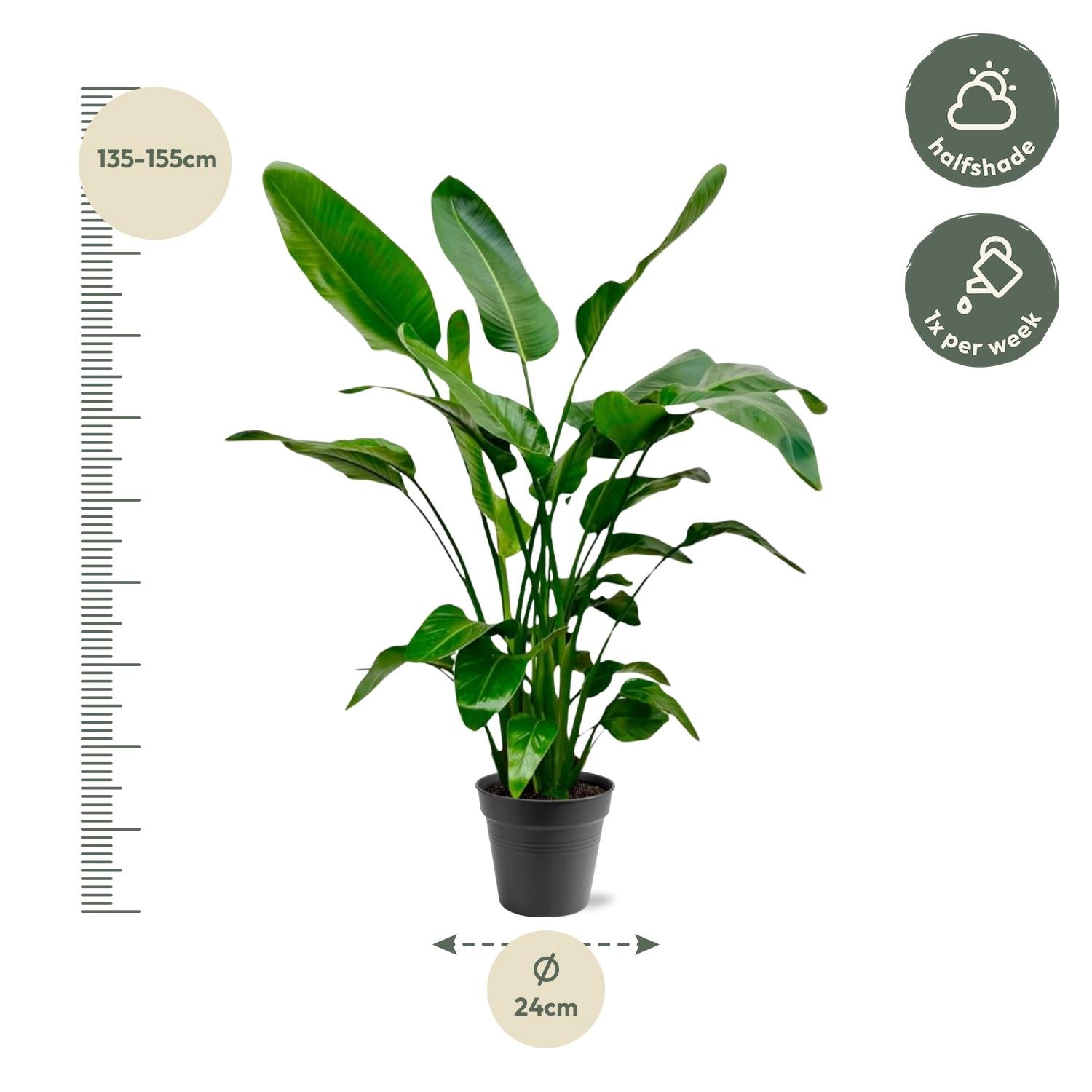 Strelitzia Nicolai Ø 24 H 150 cm 2