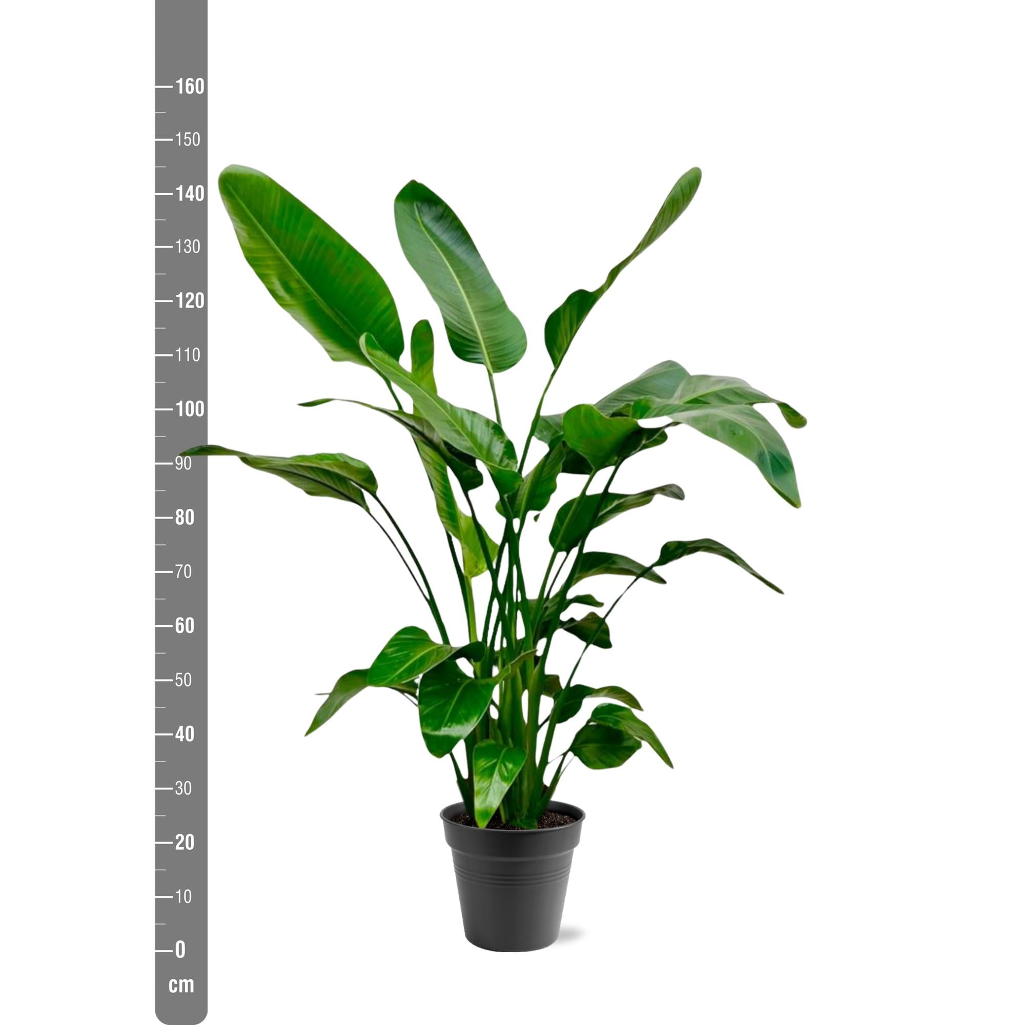 Strelitzia Nicolai Ø 24 H 150 cm 3