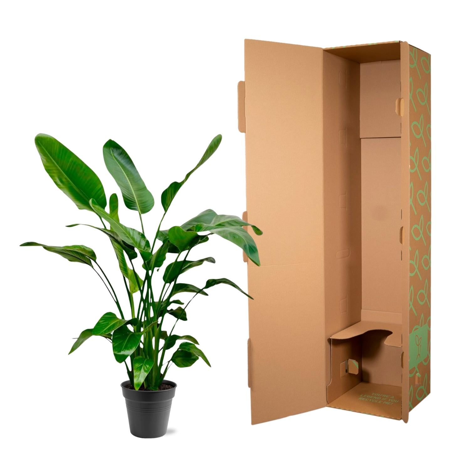 Strelitzia Nicolai Ø 24 H 150 cm 4