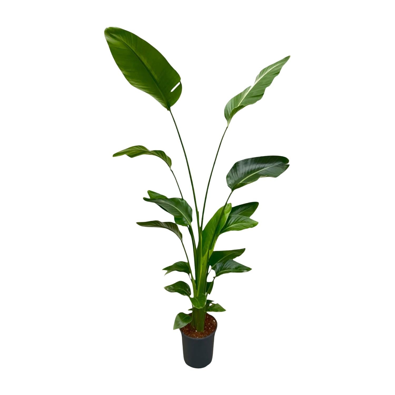 Strelitzia Nicolai Ø 24 H 170 cm