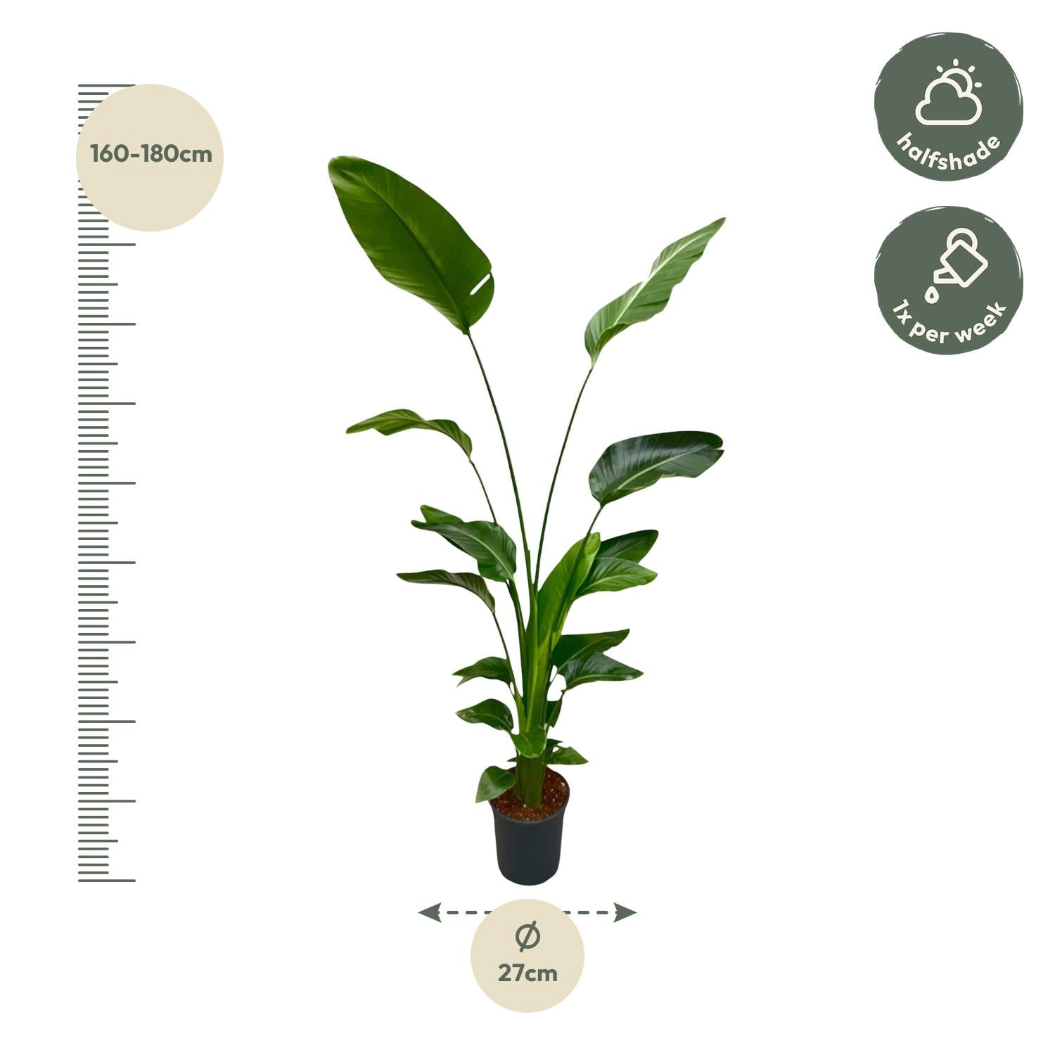 Strelitzia Nicolai Ø 24 H 170 cm 2