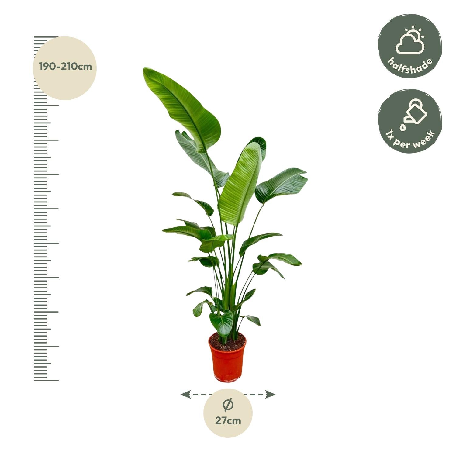 Strelitzia Nicolai Ø 30 H 200 cm 2