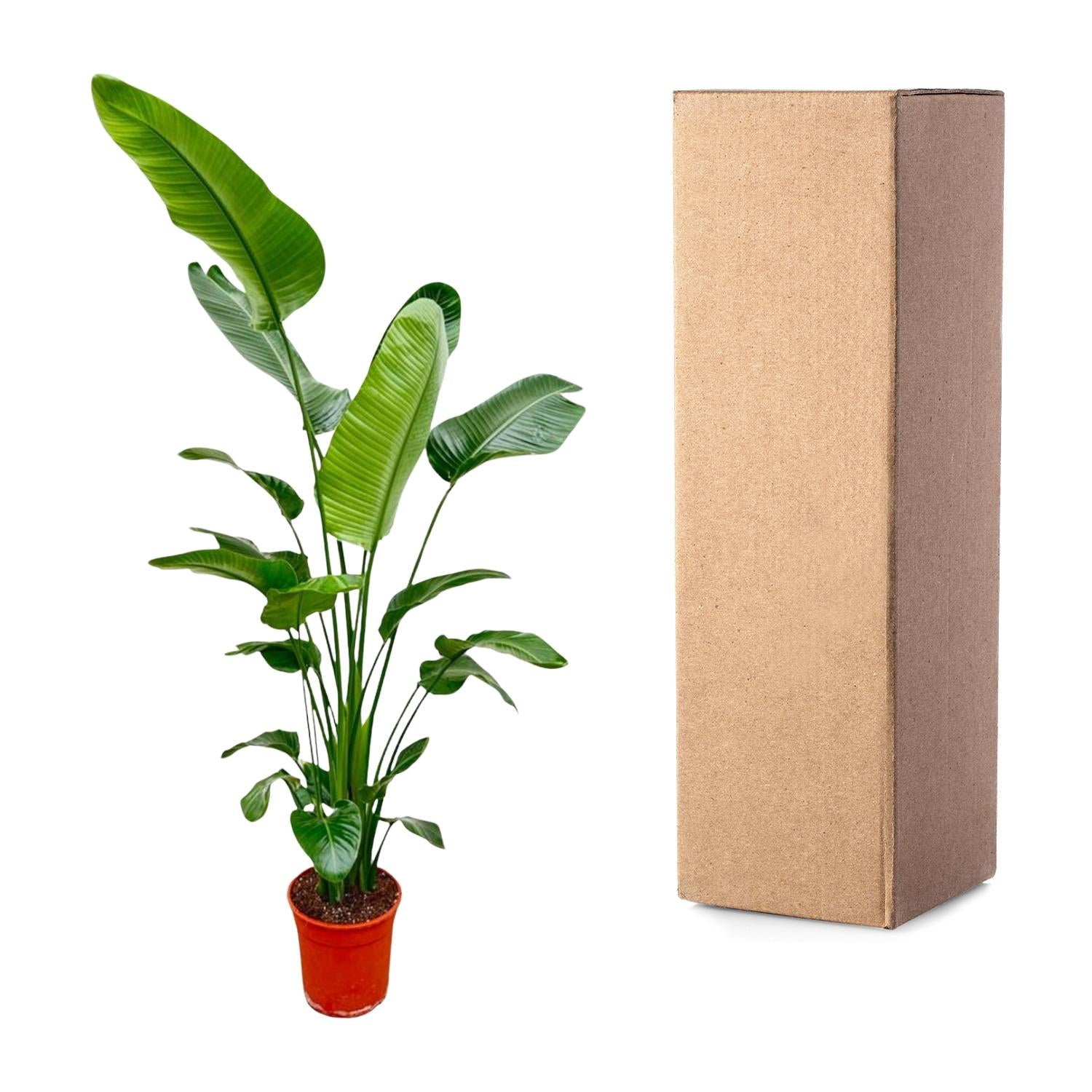 Strelitzia Nicolai Ø 30 H 200 cm 3