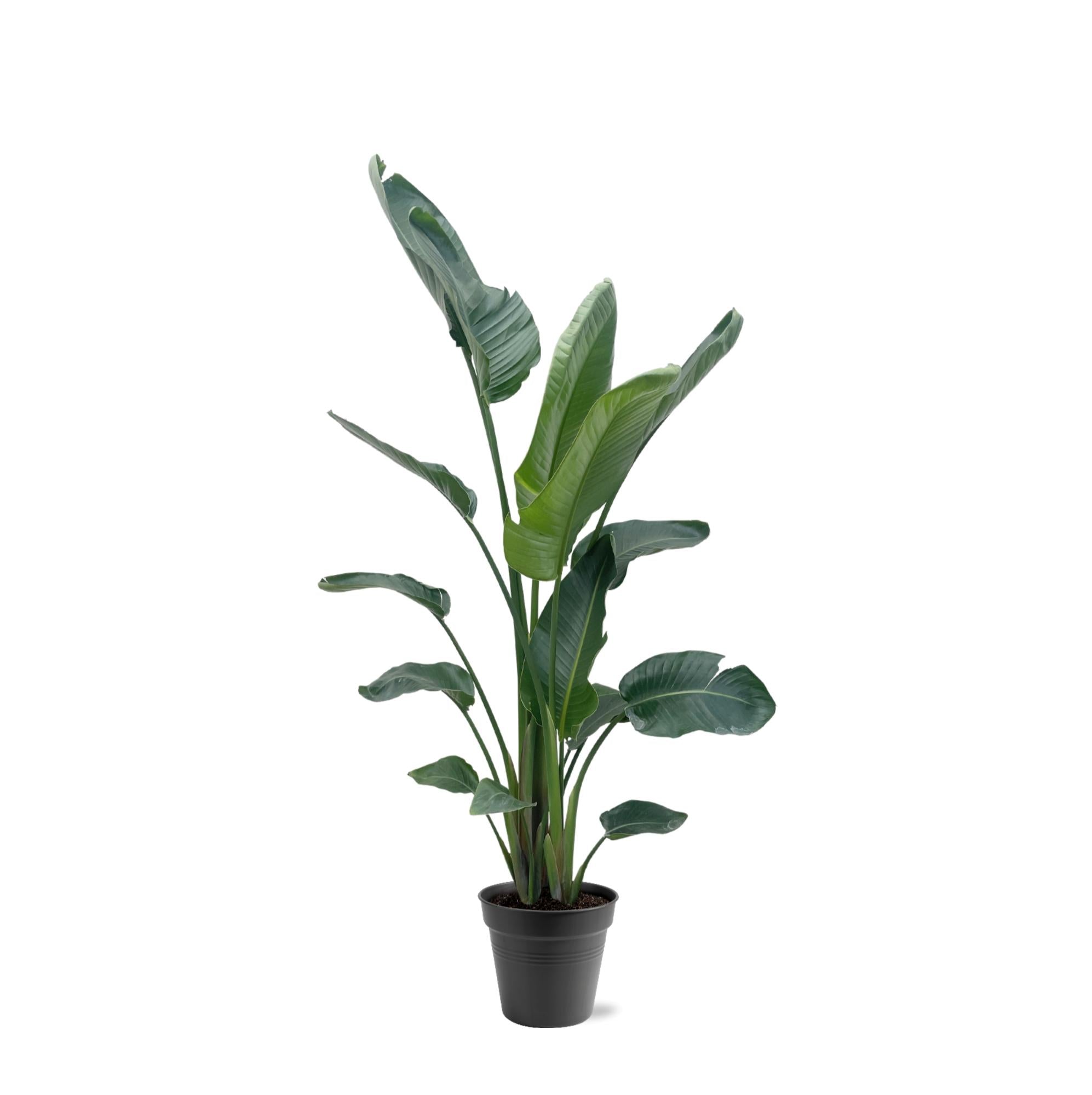 Strelitzia Nicolai Ø 30 H 225 cm