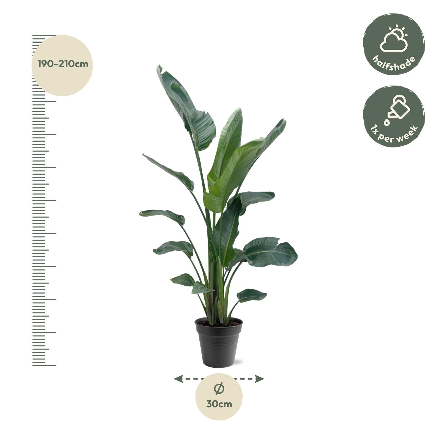 Strelitzia Nicolai Ø 30 H 225 cm 2
