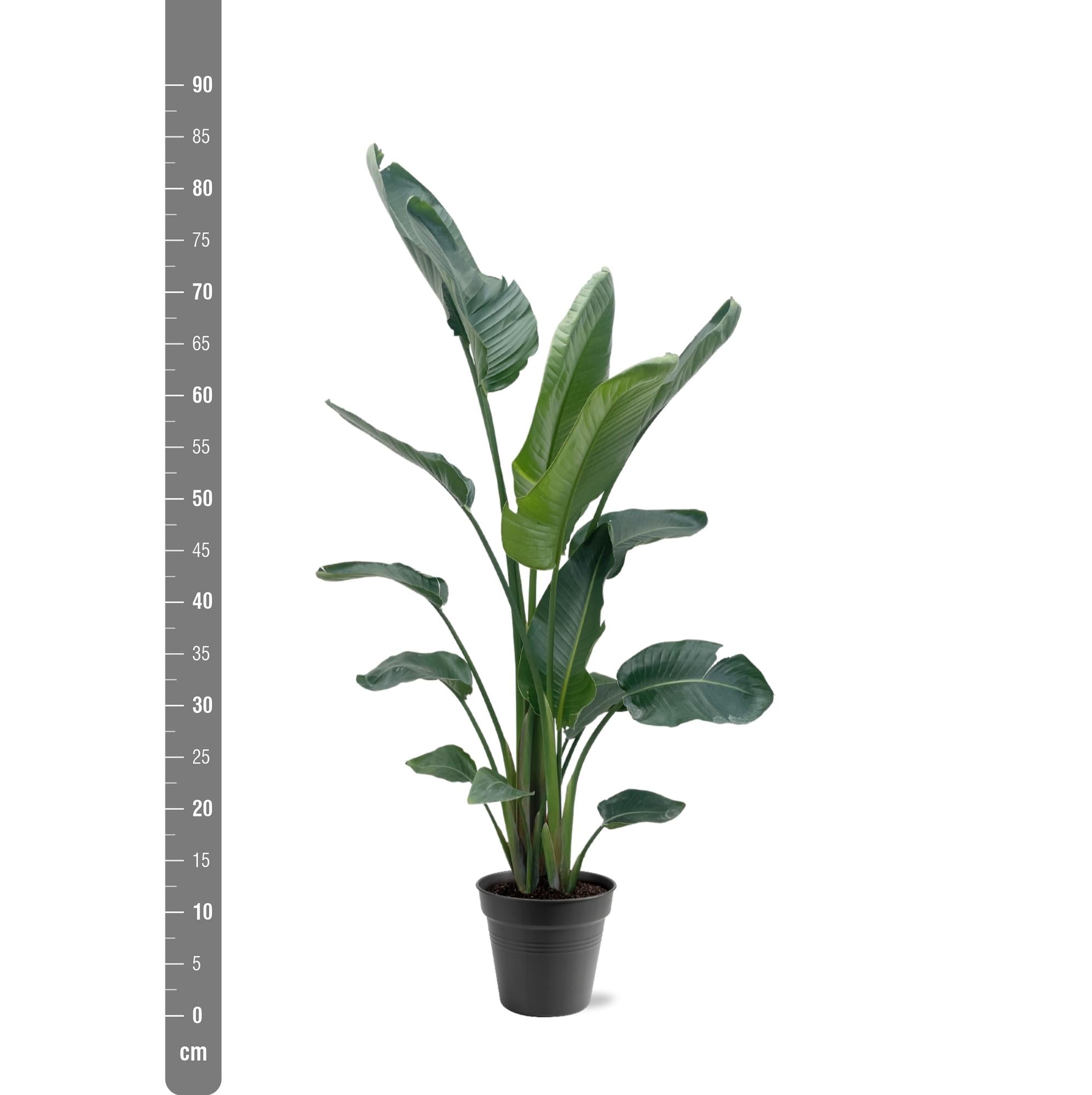 Strelitzia Nicolai Ø 30 H 225 cm 3