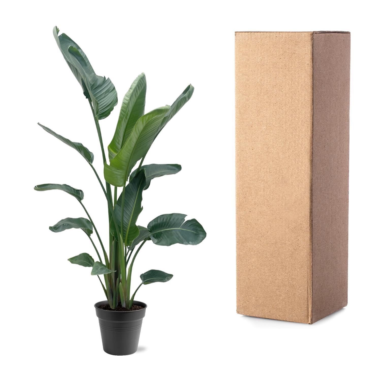 Strelitzia Nicolai Ø 30 H 225 cm 4