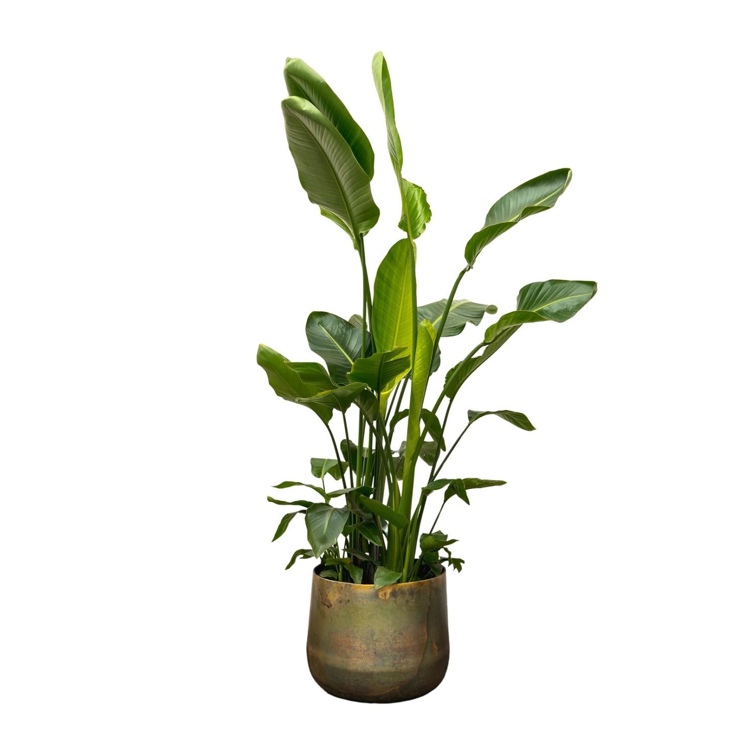 Strelitzia Nicolai Ø 40 H 250 cm