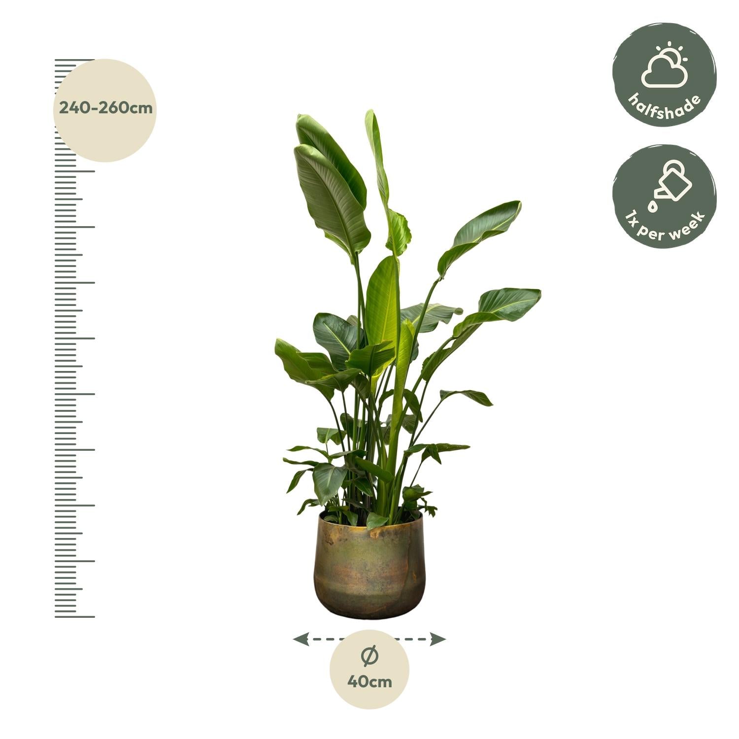 Strelitzia Nicolai Ø 40 H 250 cm 3