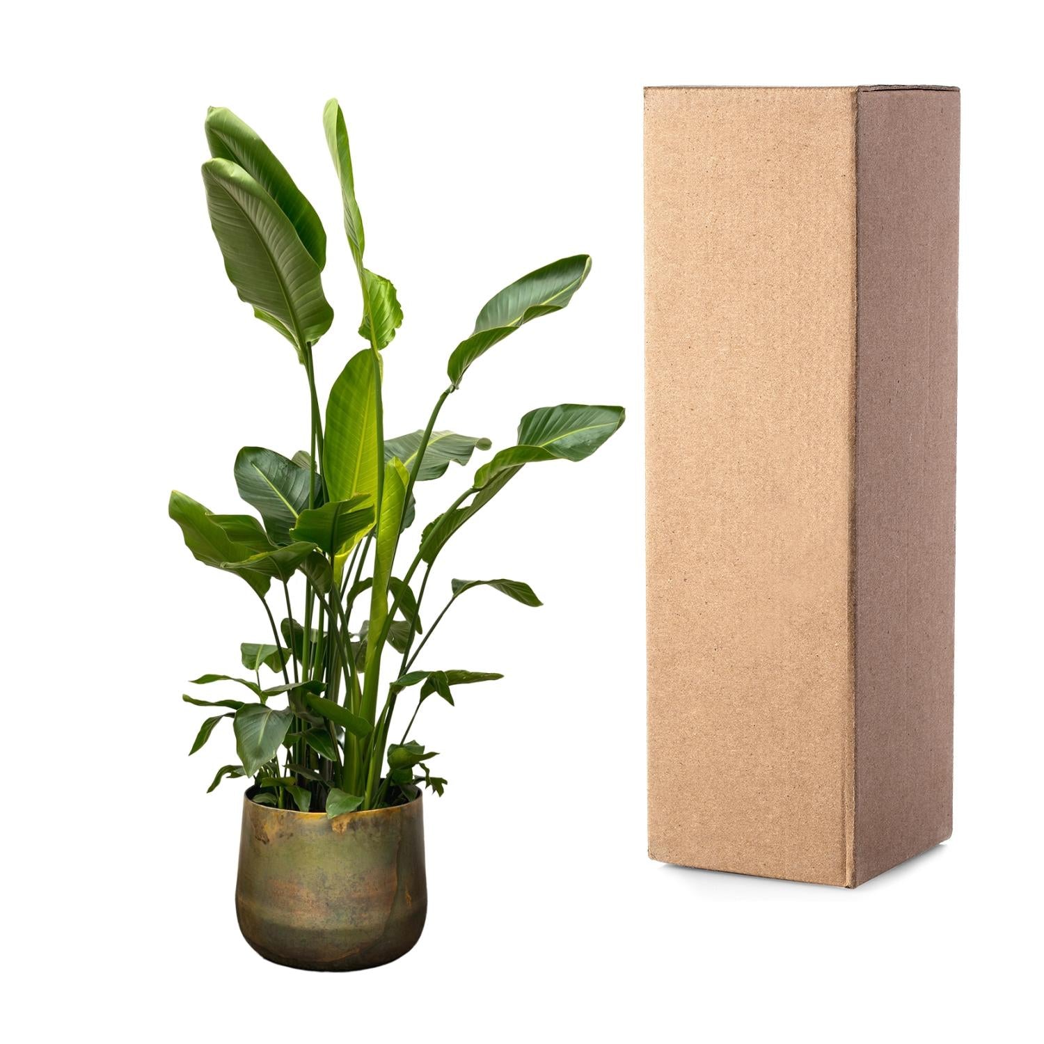 Strelitzia Nicolai Ø 40 H 250 cm 4