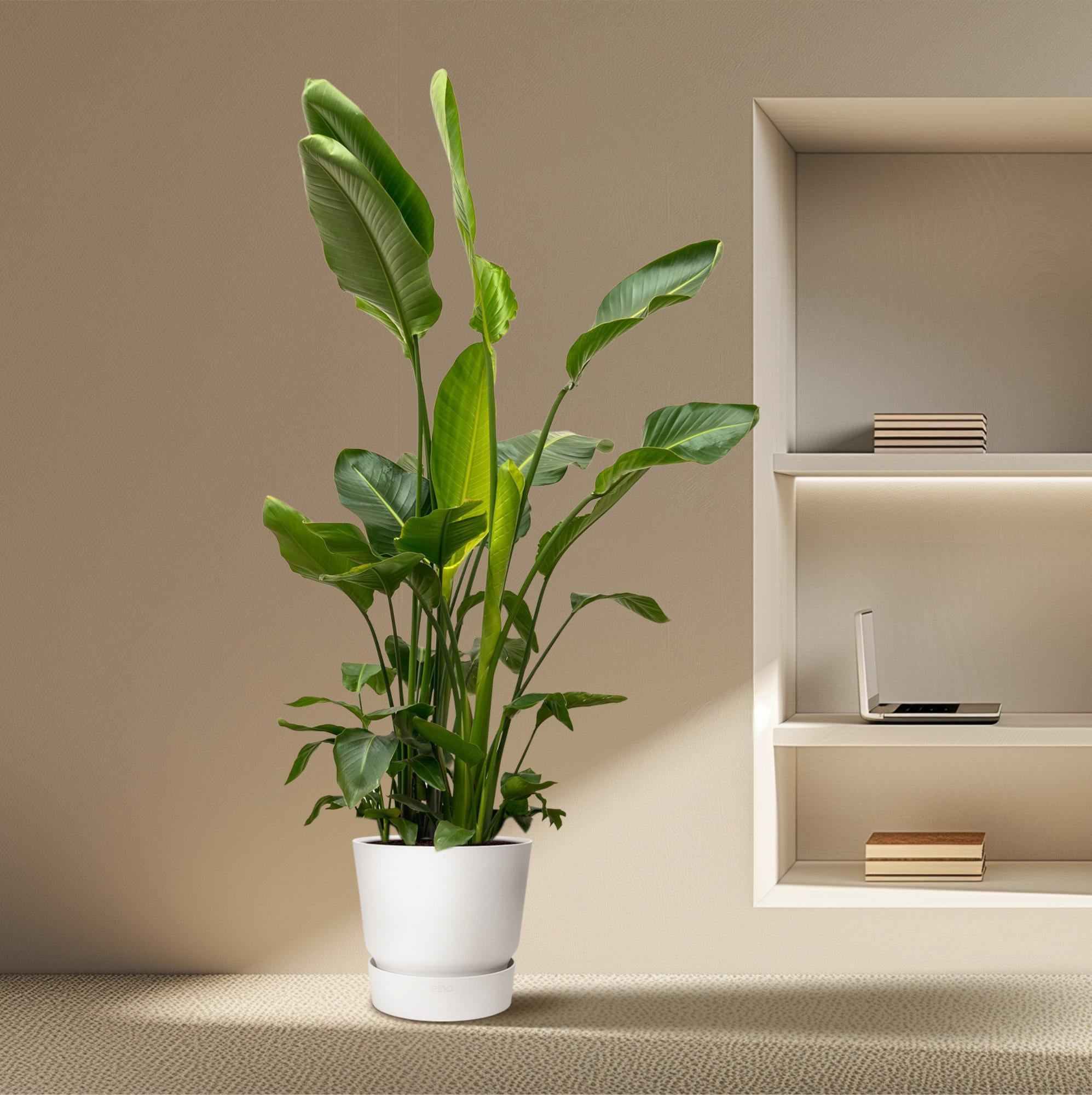 Strelitzia Nicolai Ø 40 H 250 cm 5
