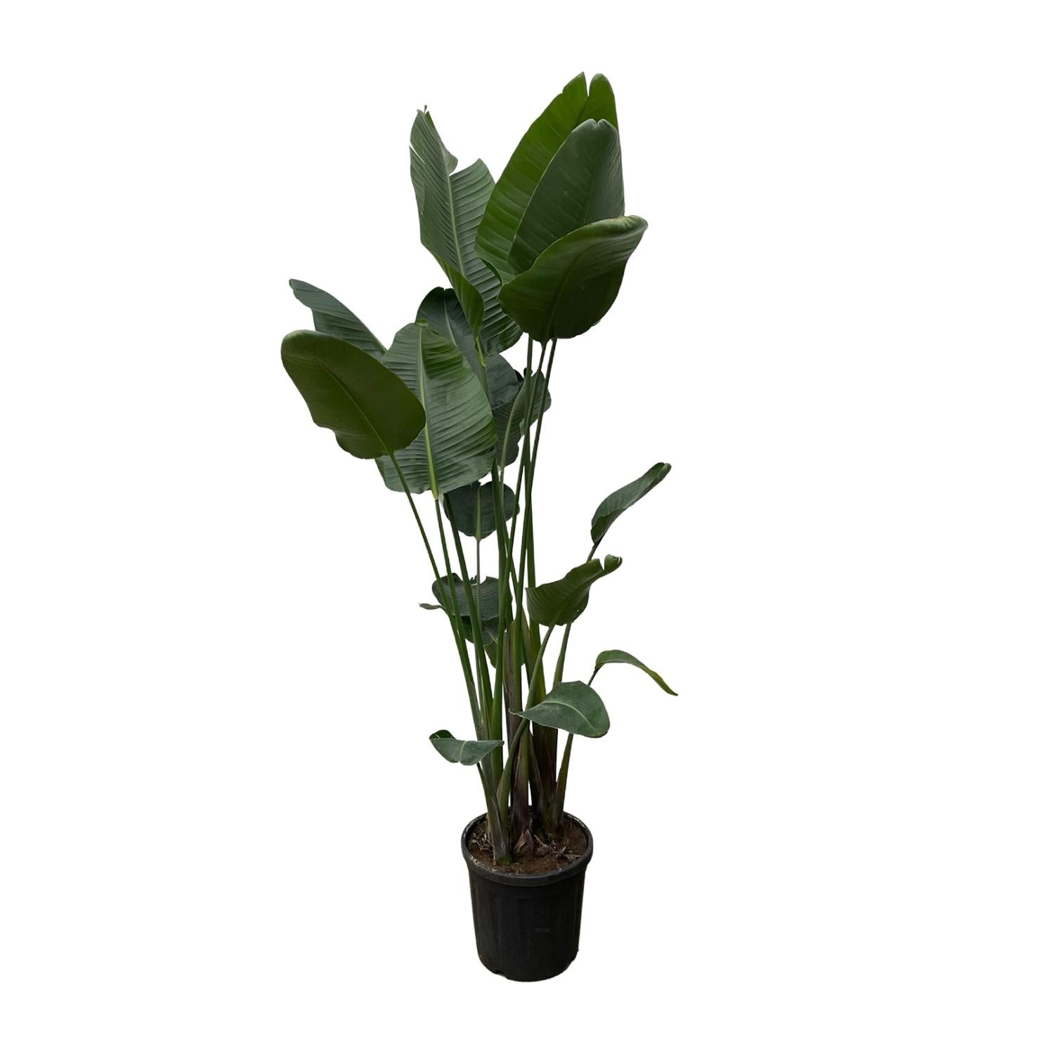 Strelitzia Nicolai Ø 50 H 250 cm