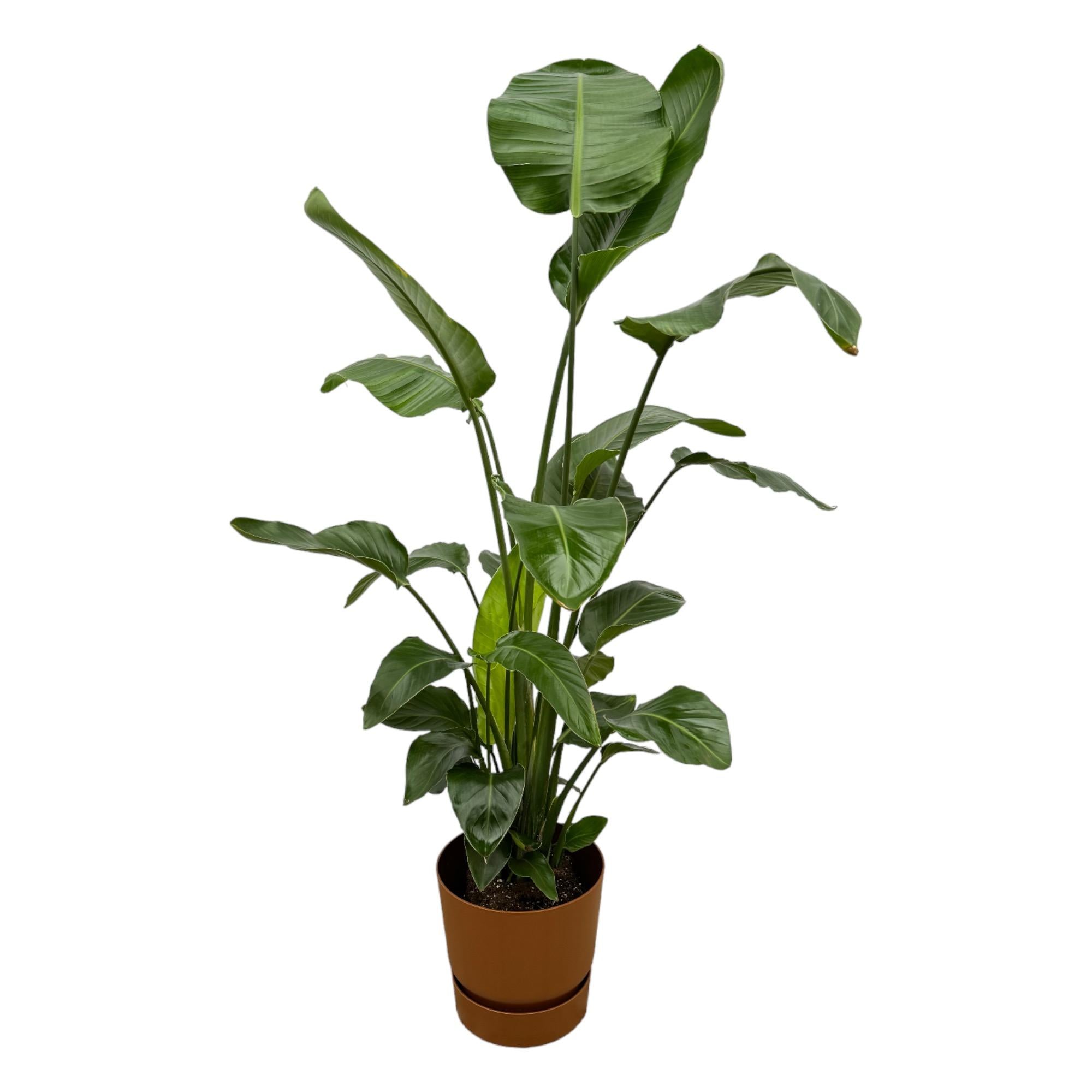 Strelitzia Nicolai Inclusief Elho Greenville Round Bruin Ø 30 H 160 cm