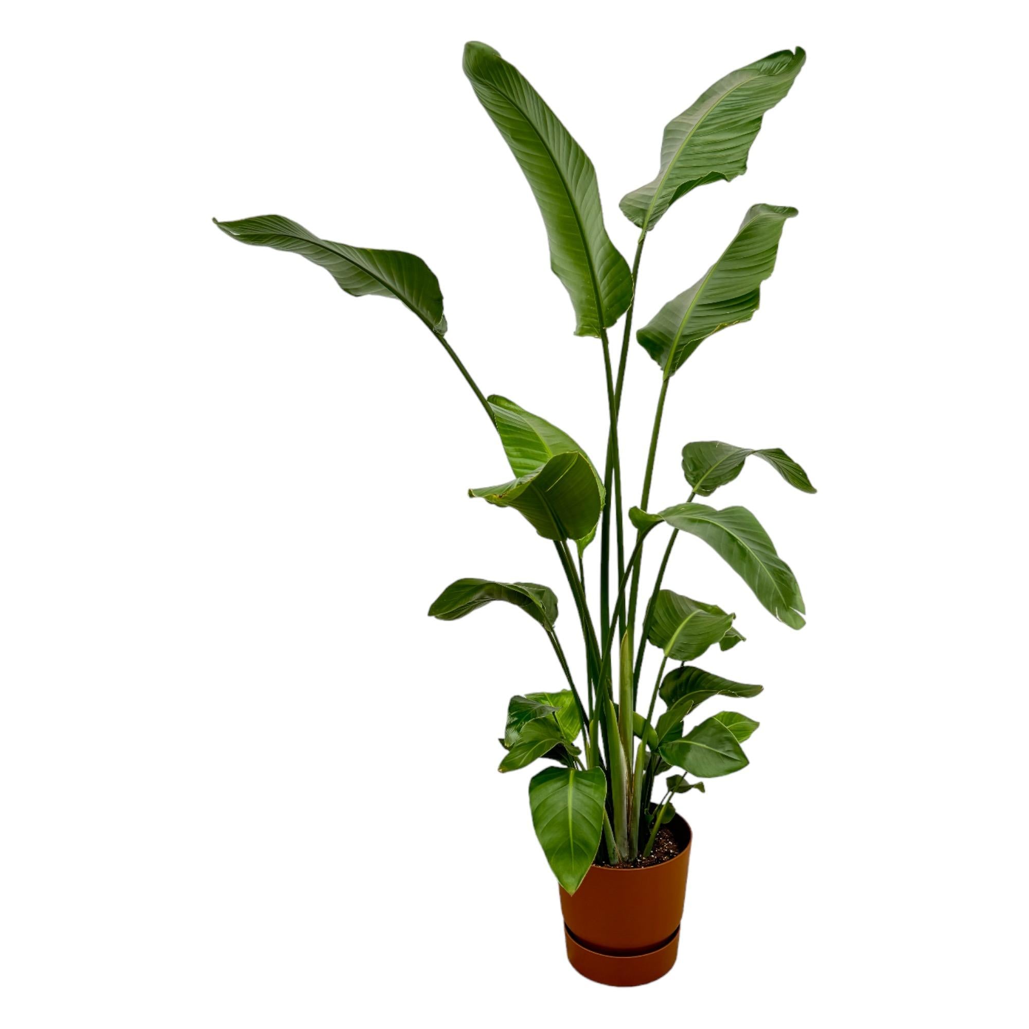 Strelitzia Nicolai Inclusief Elho Greenville Round Bruin Ø 30 H 170 cm