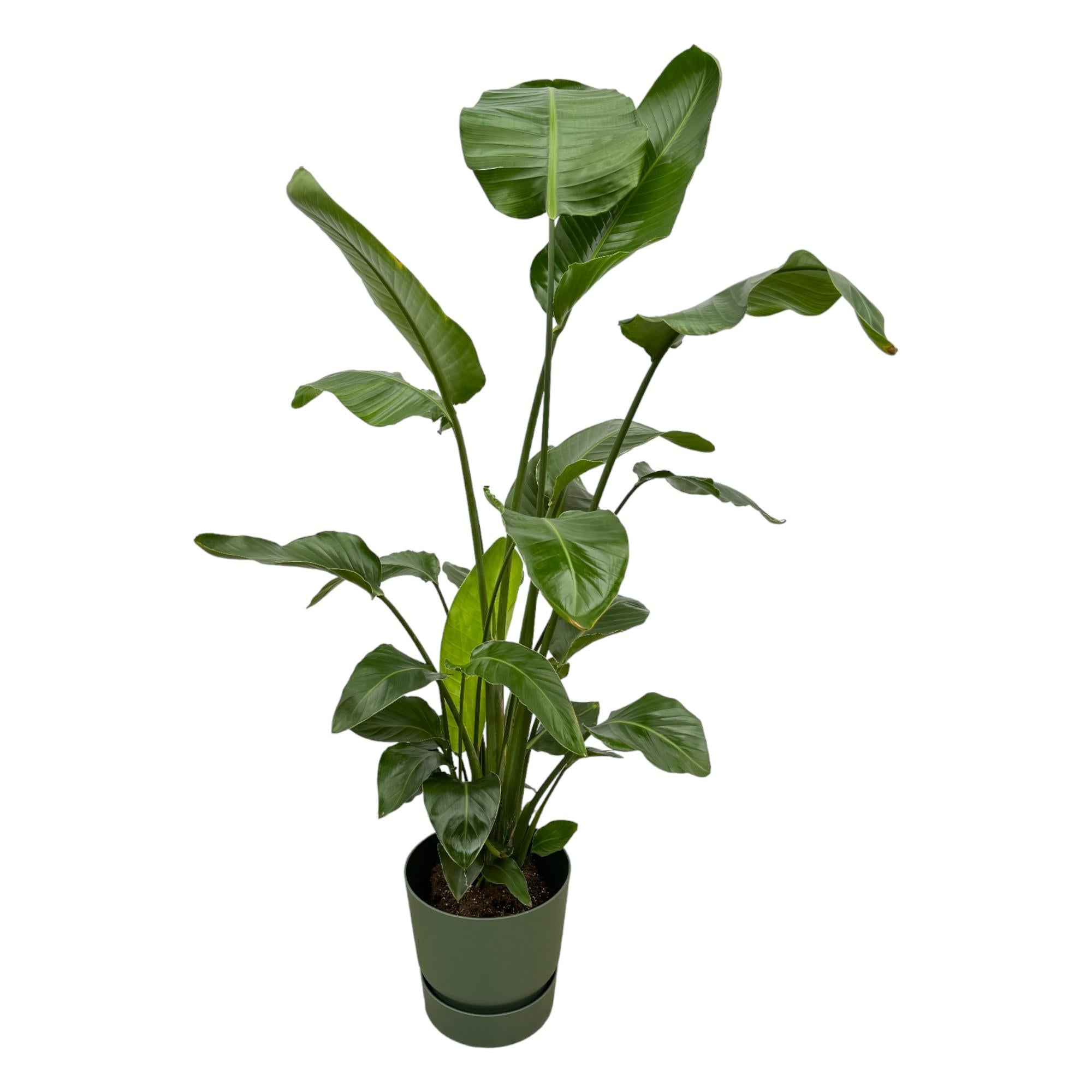 Strelitzia Nicolai Inclusief Elho Greenville Round Groen Ø 30 H 160 cm