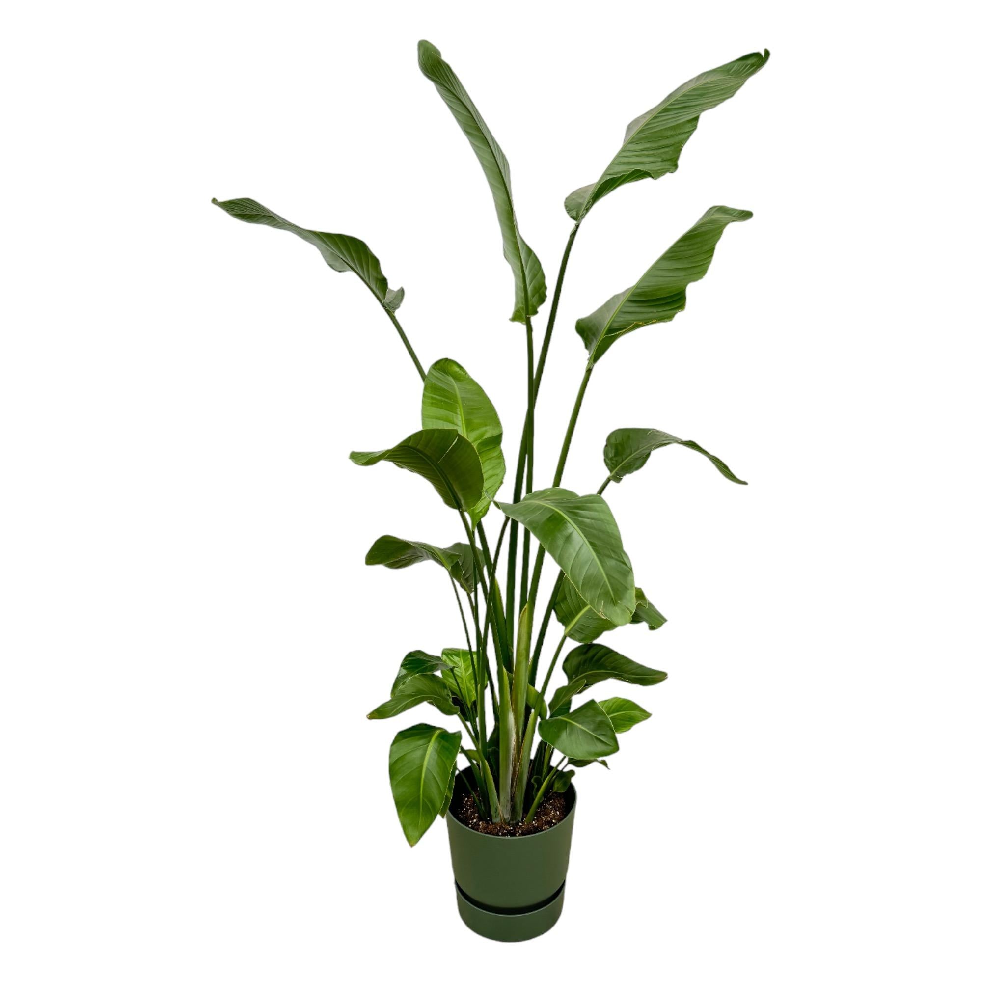 Strelitzia Nicolai Inclusief Elho Greenville Round Groen Ø 30 H 170 cm