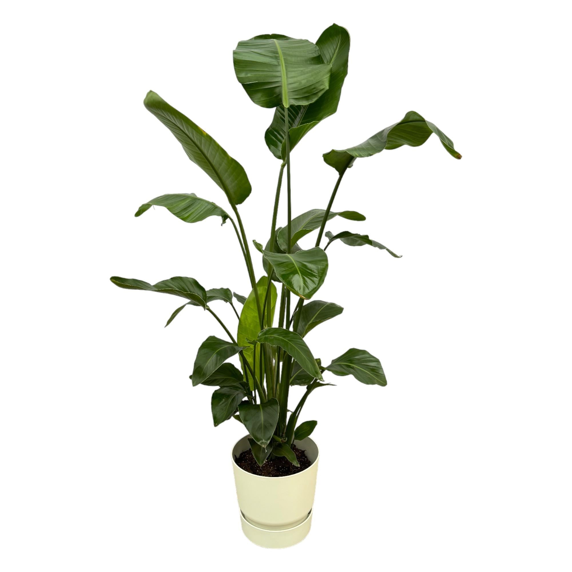 Strelitzia Nicolai Inclusief Elho Greenville Round Wit Ø 30 H 160 cm