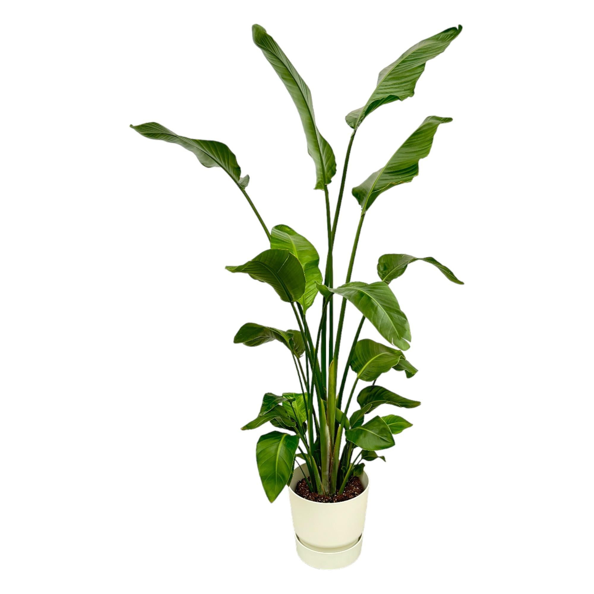 Strelitzia Nicolai Inclusief Elho Greenville Round Wit Ø 30 H 170 cm
