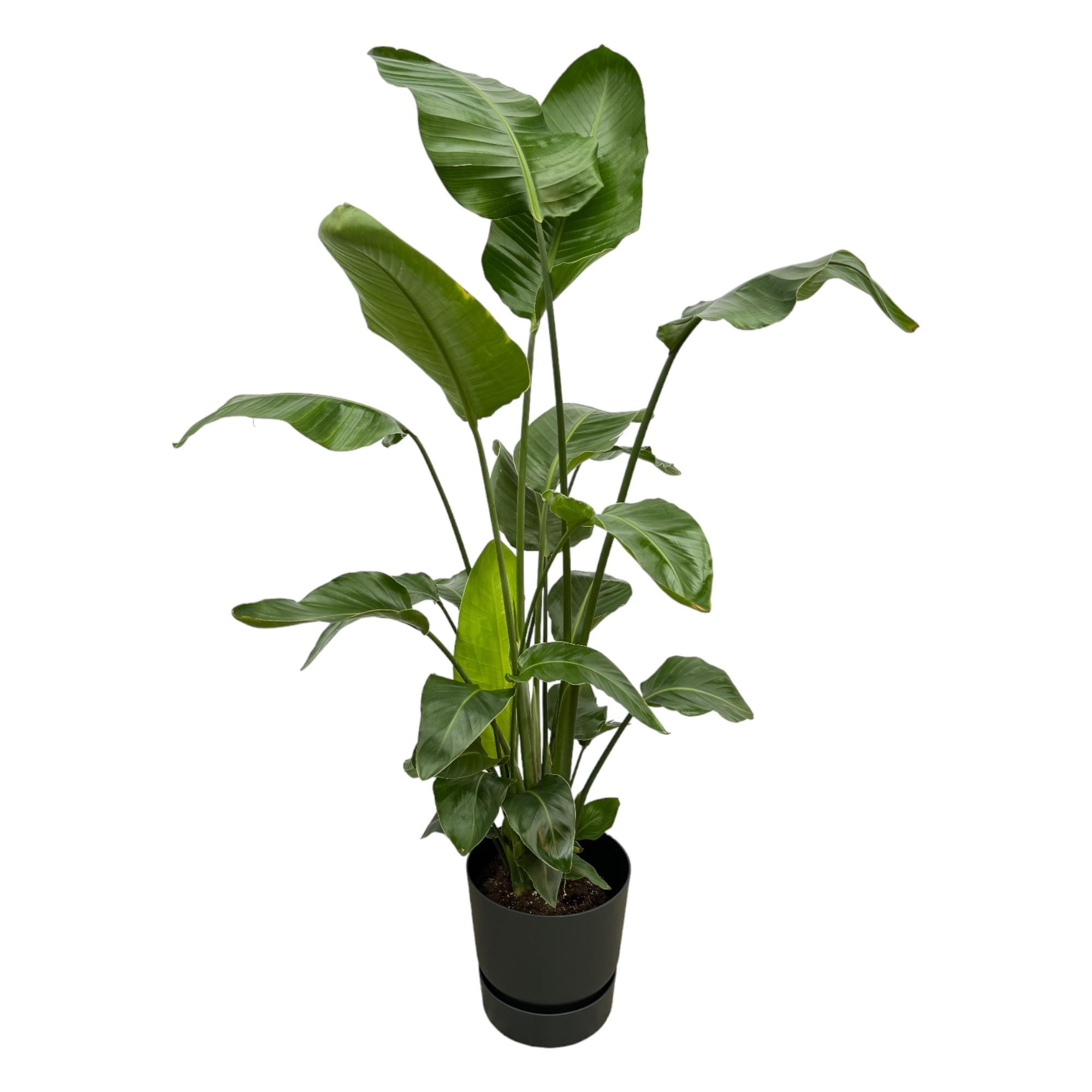 Strelitzia Nicolai Inclusief Elho Greenville Round Zwart Ø 30 H 160 cm