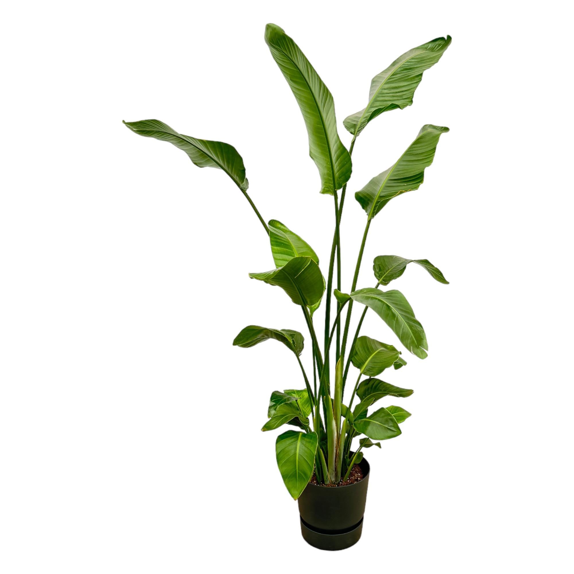 Strelitzia Nicolai Inclusief Elho Greenville Round Zwart Ø 30 H 180 cm