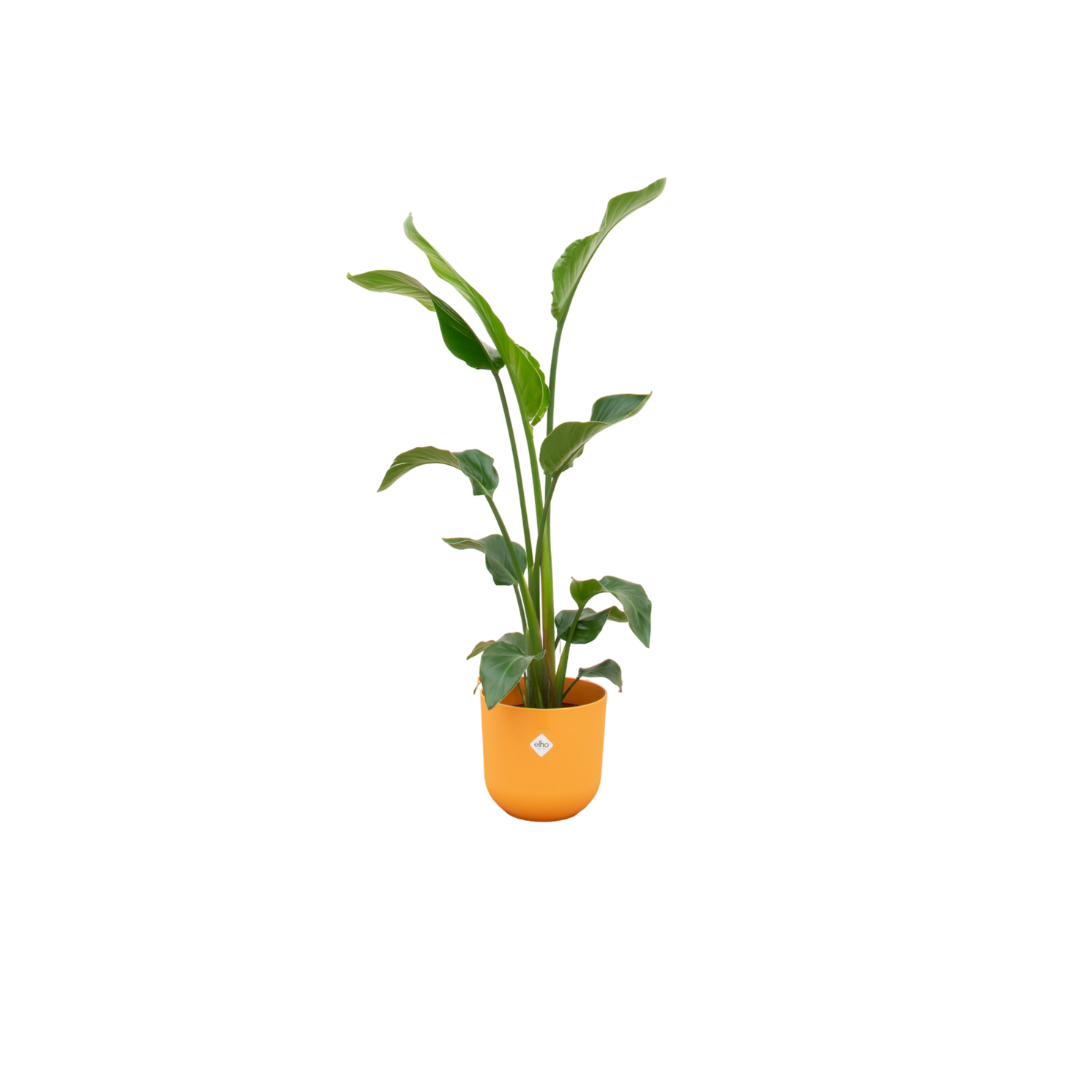 Strelitzia Nicolai Inclusief Elho Jazz Round Geel Ø 23 H 100 cm