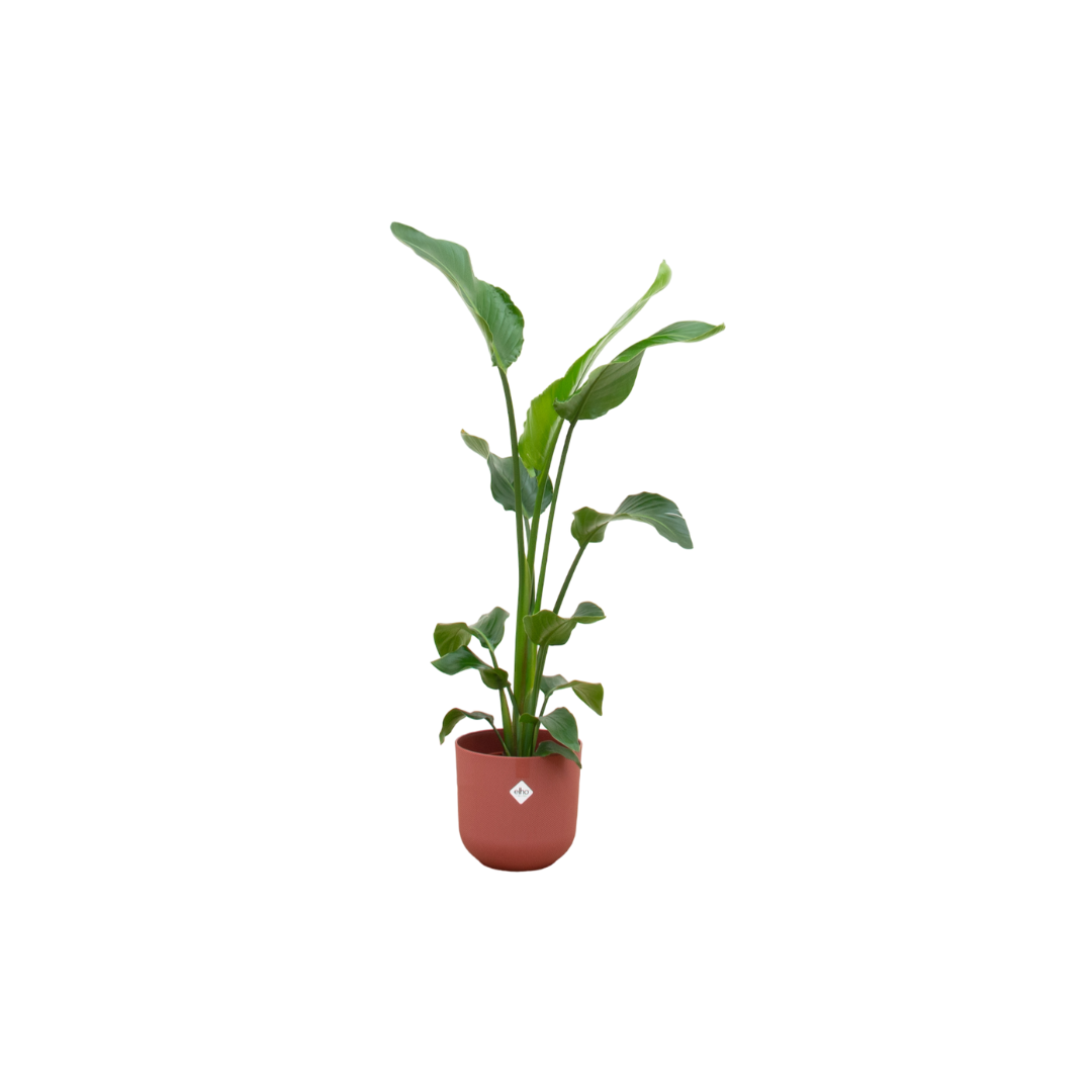 Strelitzia Nicolai Inclusief Elho Jazz Round Rood Ø 23 H 100 cm