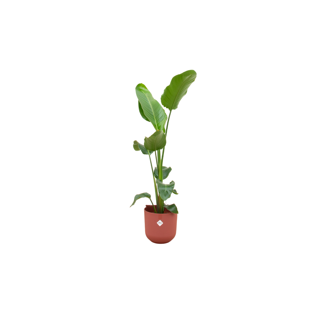 Strelitzia Nicolai Inclusief Elho Jazz Round Rood Ø 23 H 120 cm