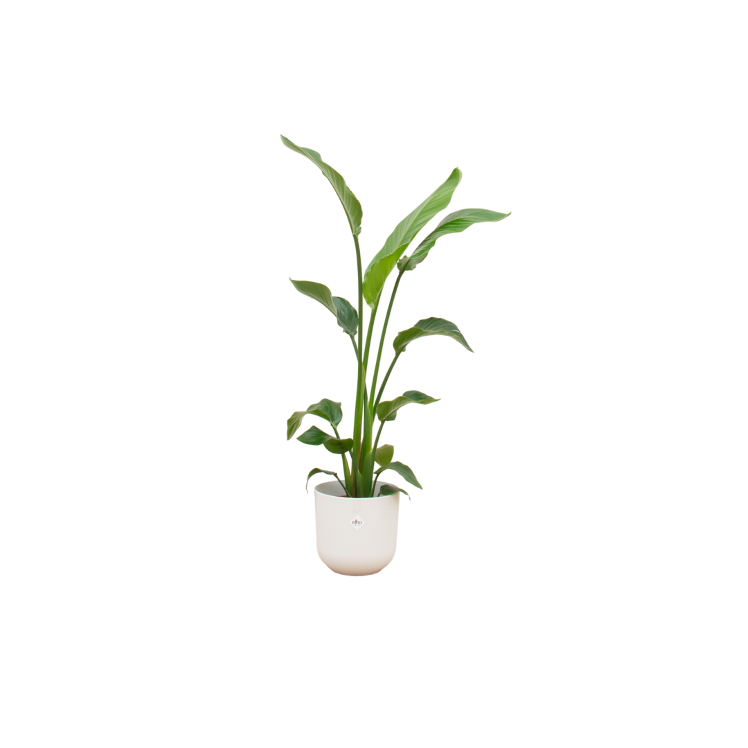 Strelitzia Nicolai Inclusief Elho Jazz Round Wit Ø 23 H 120 cm