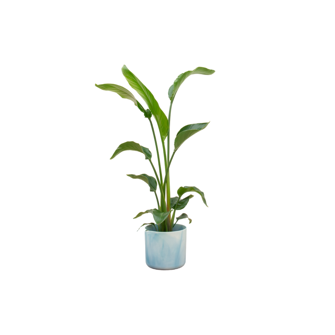 Strelitzia Nicolai Inclusief Elho Ocean Round Atlantisch Blauw Ø 22 H 100 cm