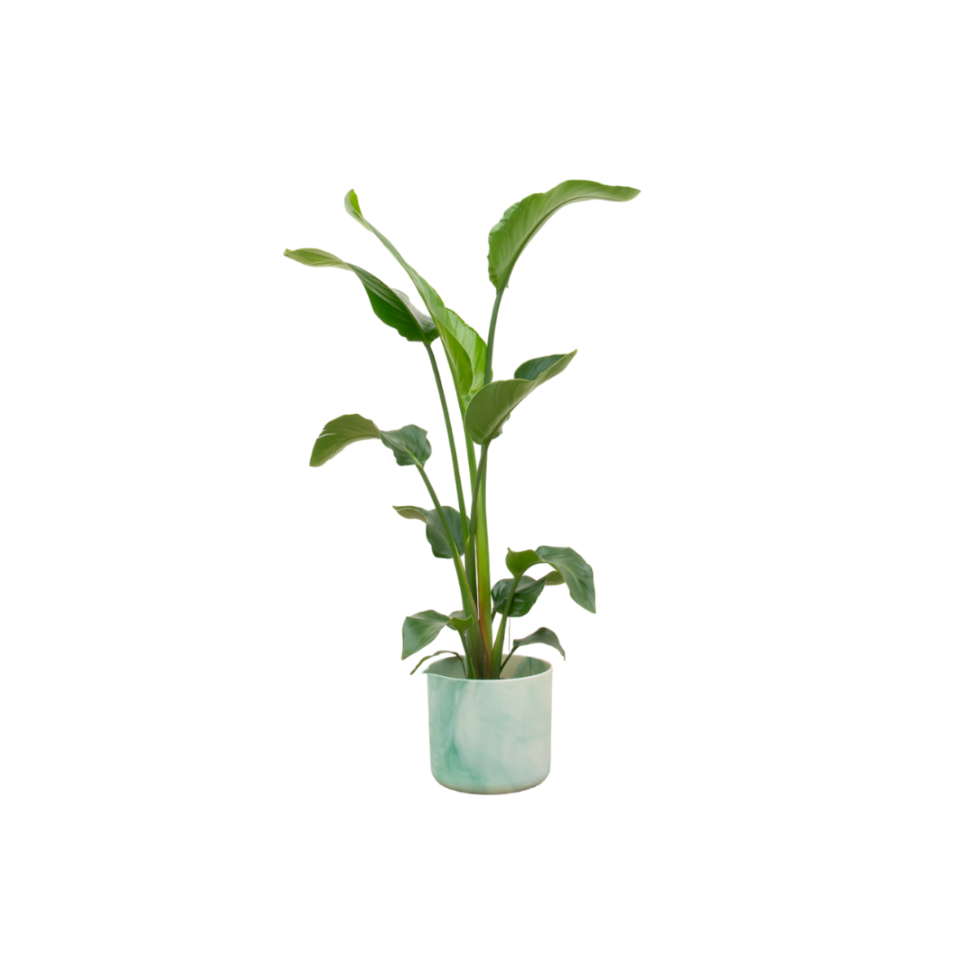 Strelitzia Nicolai Inclusief Elho Ocean Round Pacifisch Groen Ø 22 H 100 cm
