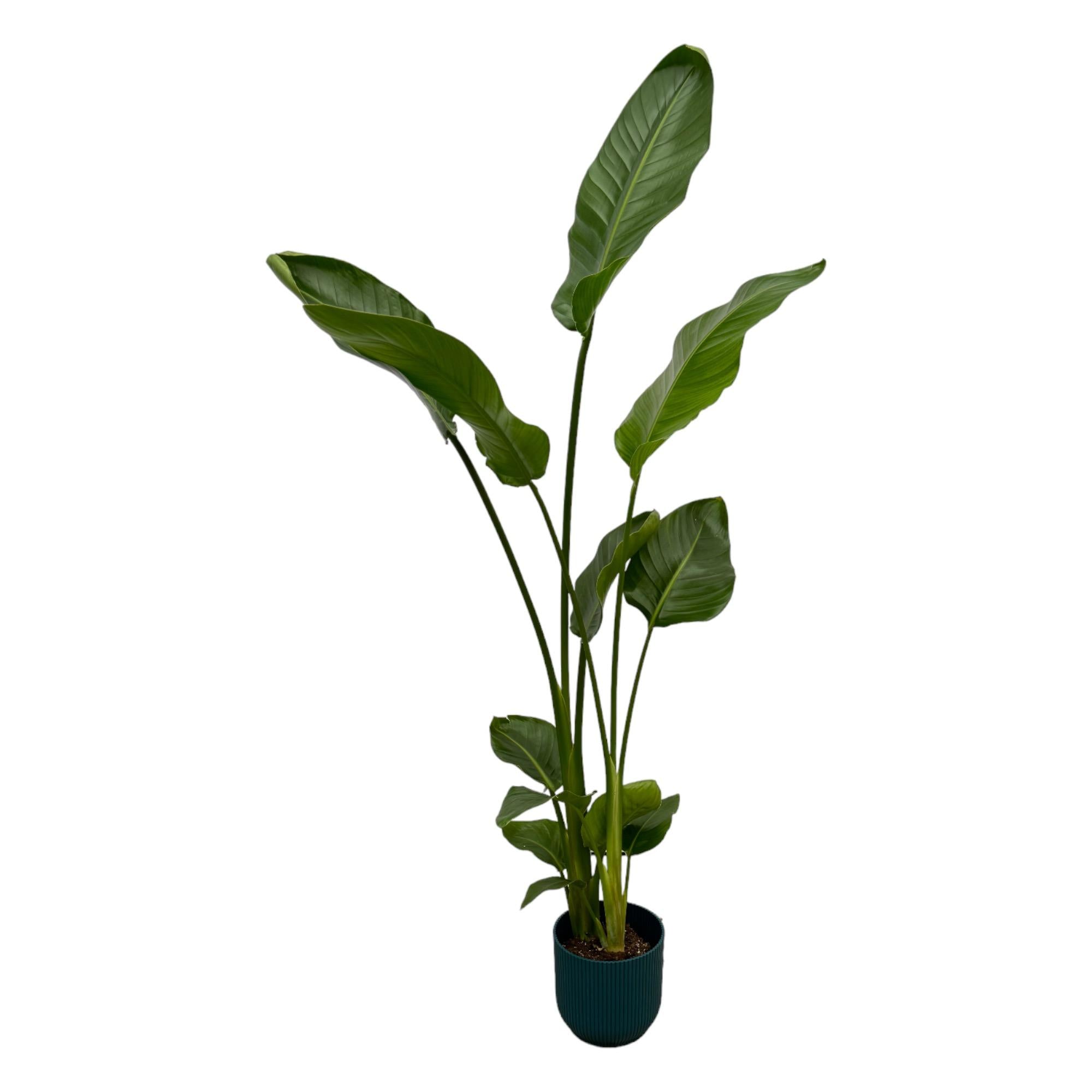 Strelitzia Nicolai Inclusief Elho Vibes Fold Round Blauw Ø 18 H 100 cm