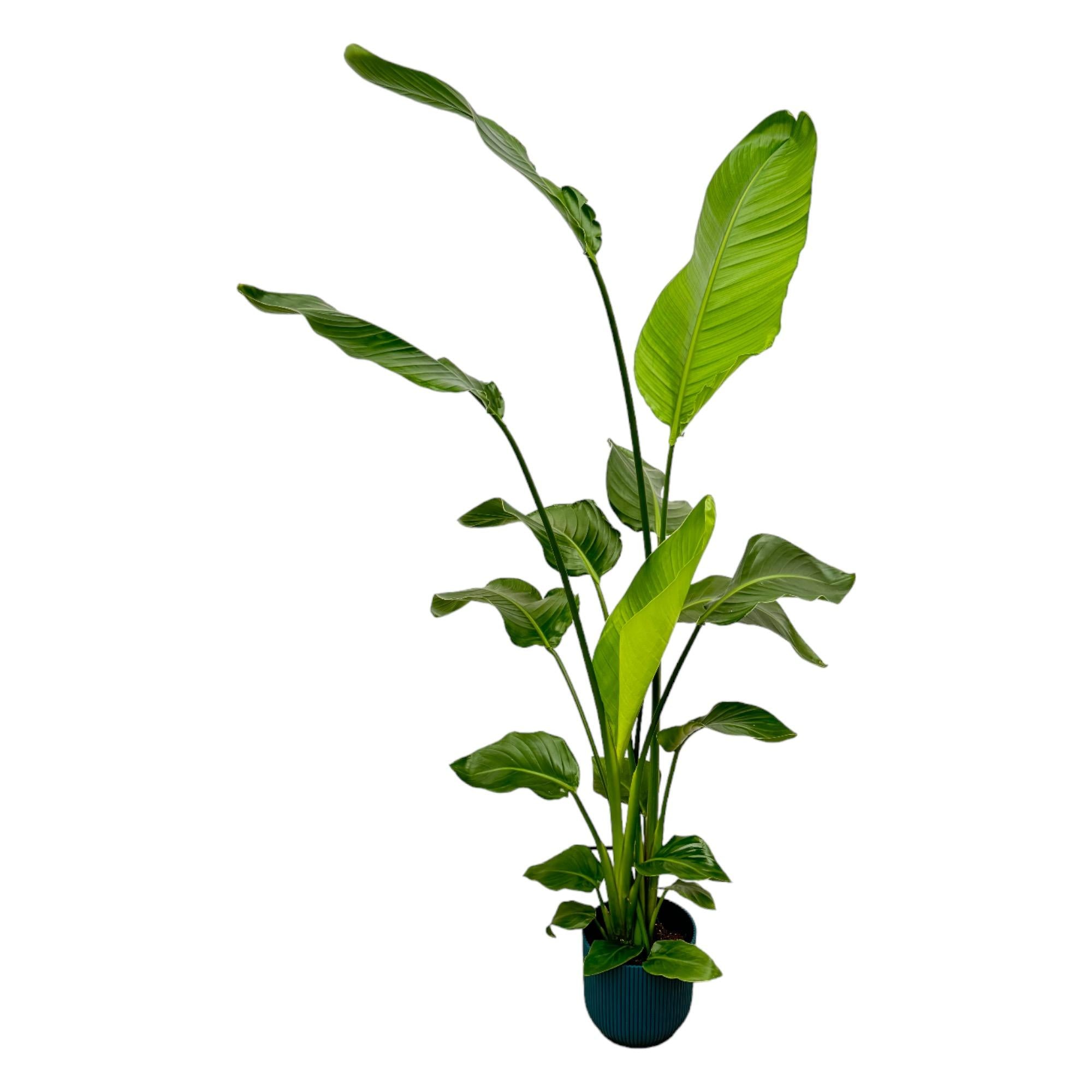 Strelitzia Nicolai Inclusief Elho Vibes Fold Round Blauw Ø 18 H 130 cm