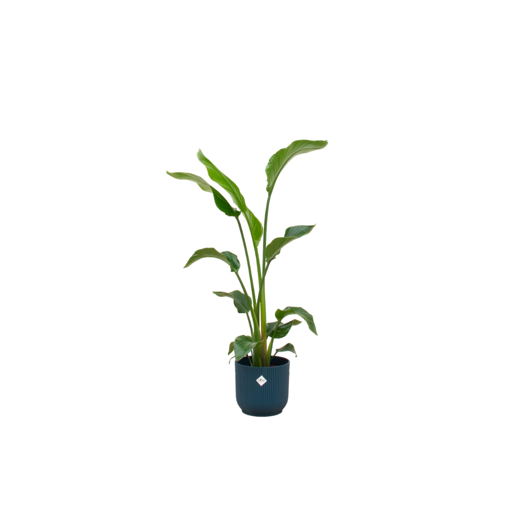 Strelitzia Nicolai Inclusief Elho Vibes Fold Round Blauw Ø 22 H 100 cm