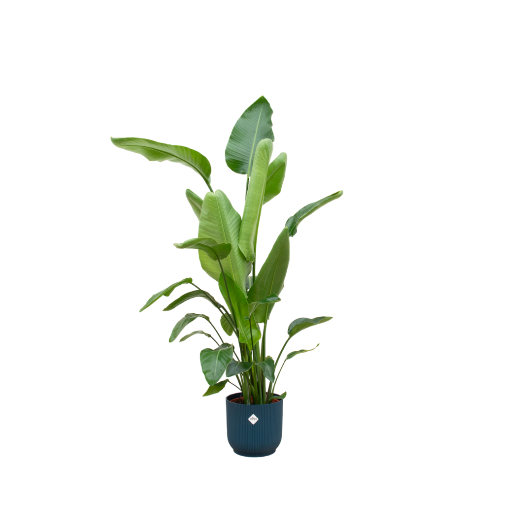 Strelitzia Nicolai Inclusief Elho Vibes Fold Round Blauw Ø 30 H 160 cm