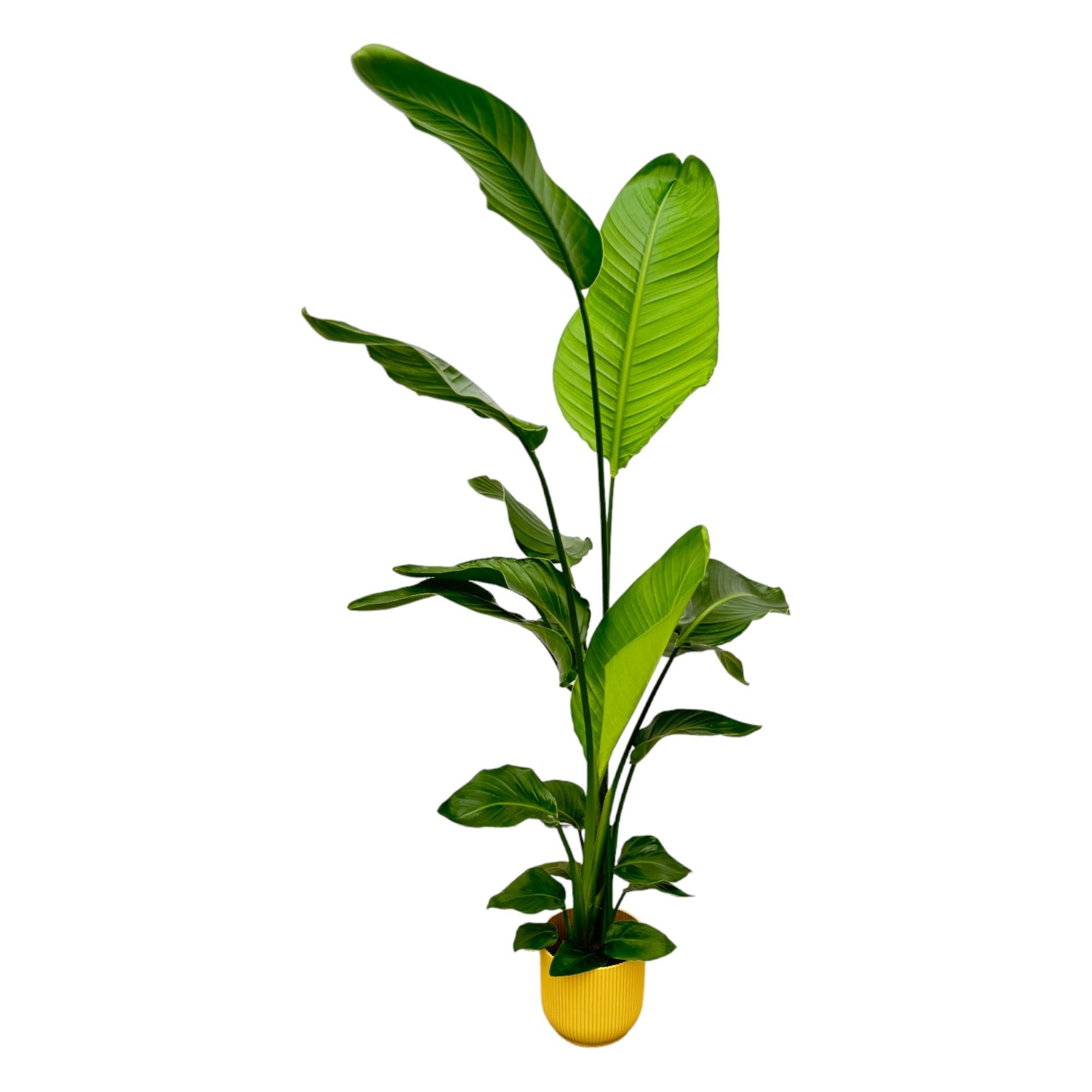 Strelitzia Nicolai Inclusief Elho Vibes Fold Round Geel Ø 18 H 130 cm