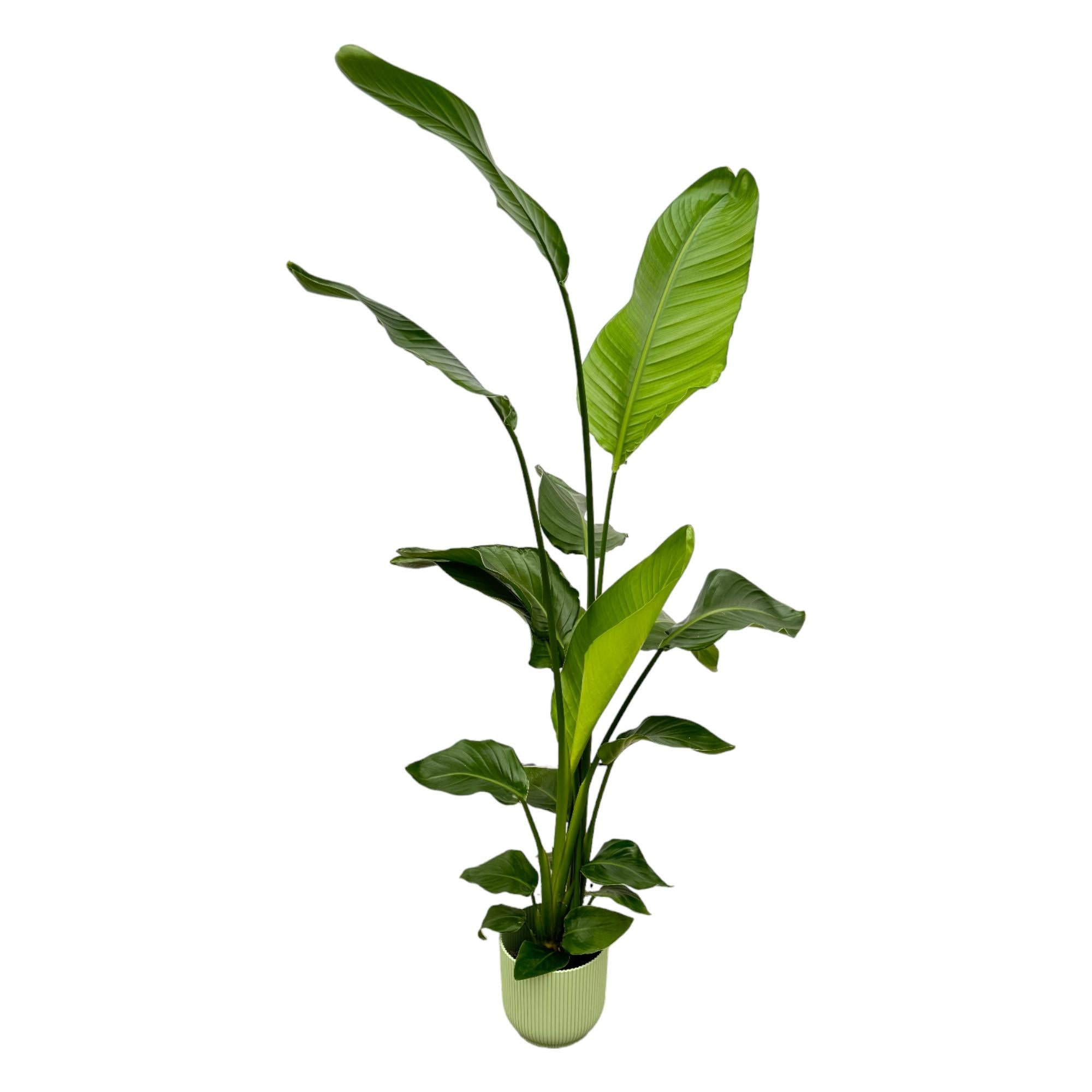 Strelitzia Nicolai Inclusief Elho Vibes Fold Round Groen Ø 18 H 130 cm