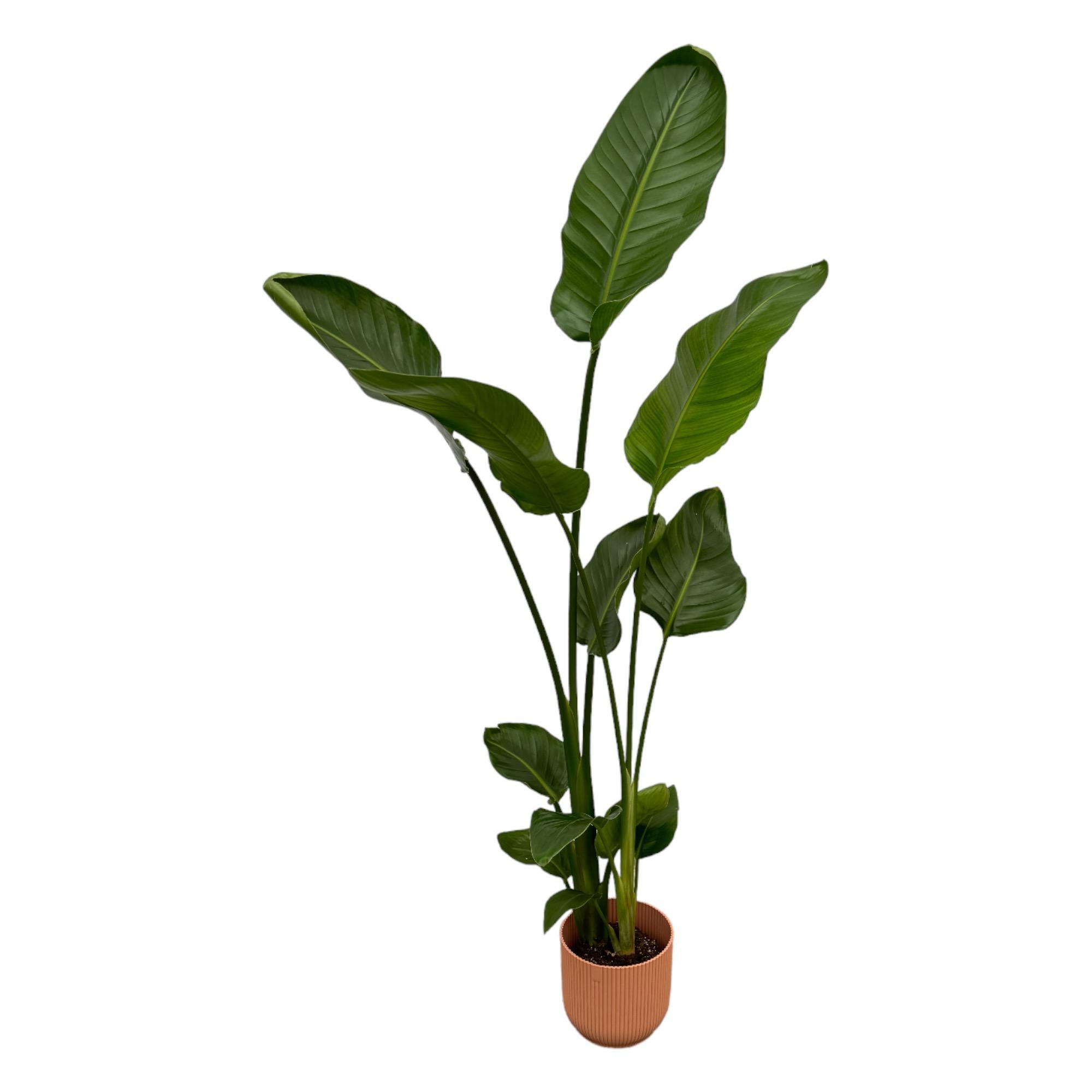 Strelitzia Nicolai Inclusief Elho Vibes Fold Round Roze Ø 18 H 100 cm