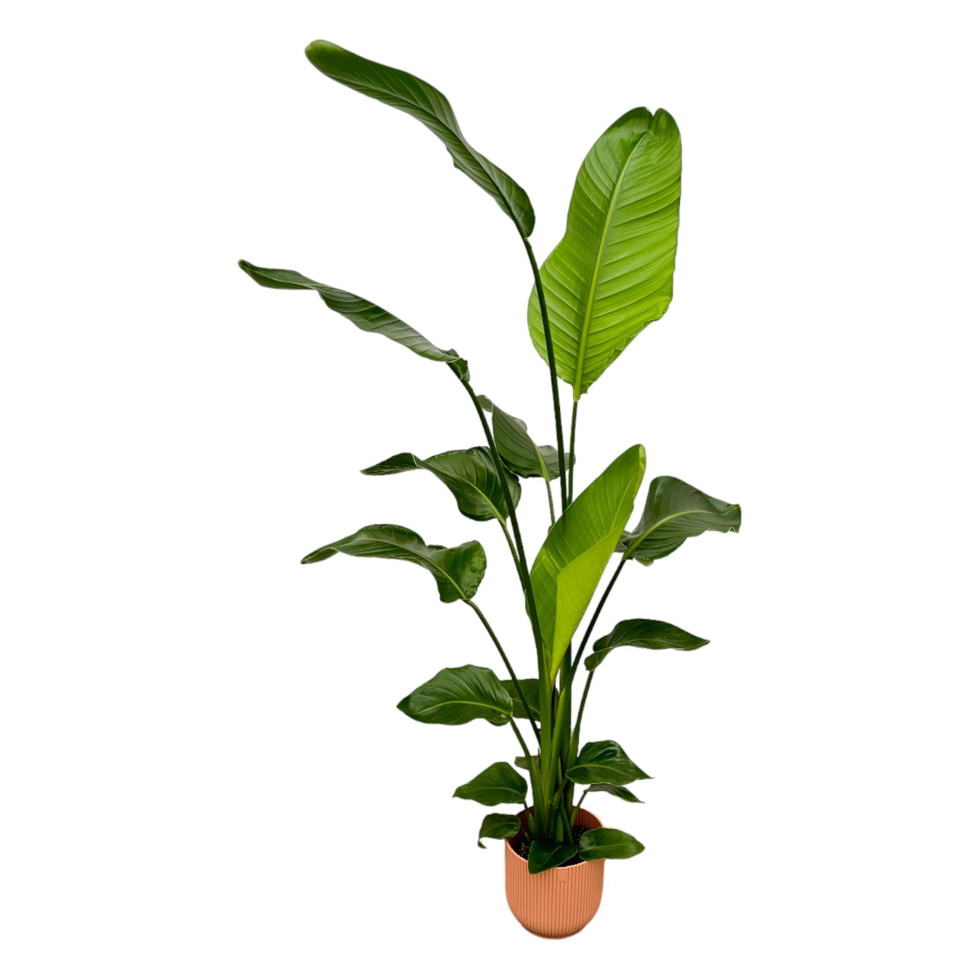 Strelitzia Nicolai Inclusief Elho Vibes Fold Round Roze Ø 18 H 130 cm