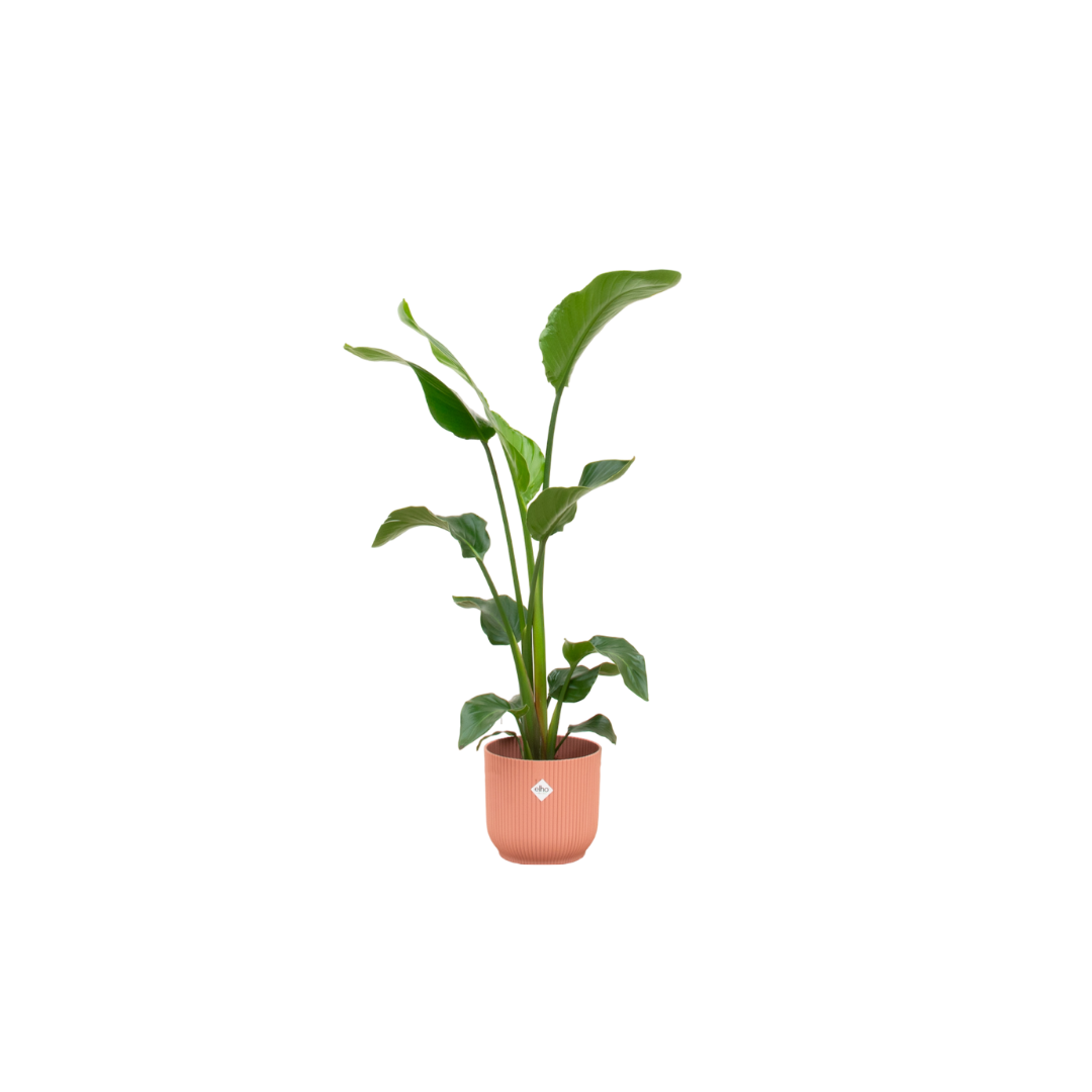 Strelitzia Nicolai Inclusief Elho Vibes Fold Round Roze Ø 22 H 100 cm