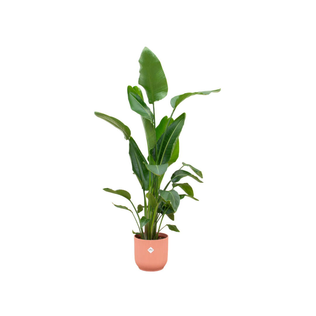 Strelitzia Nicolai Inclusief Elho Vibes Fold Round Roze Ø 30 H 160 cm 2 1