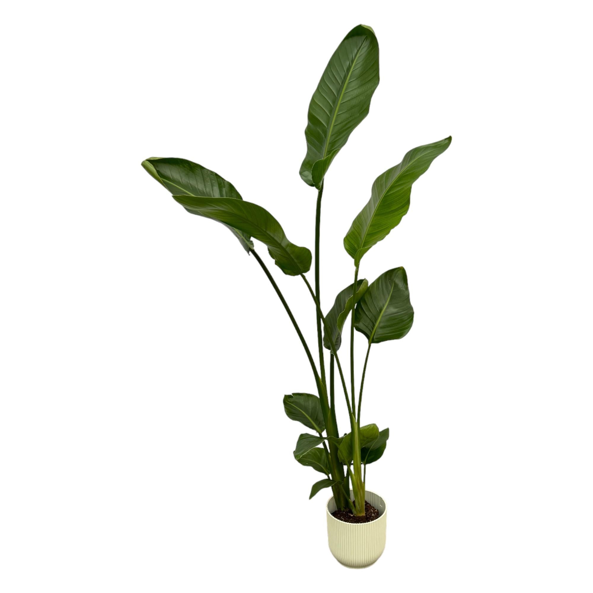 Strelitzia Nicolai Inclusief Elho Vibes Fold Round Wit Ø 18 H 100 cm