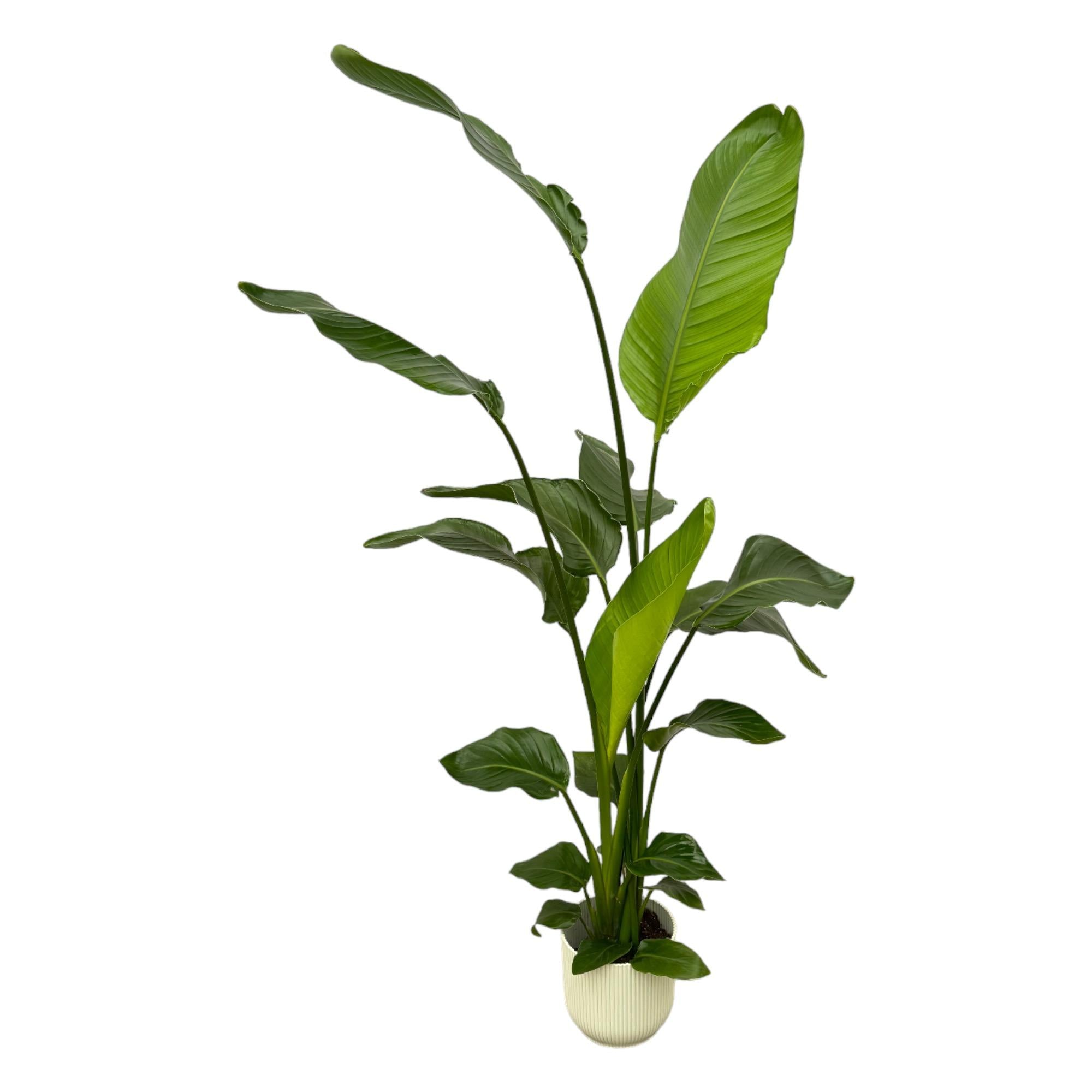 Strelitzia Nicolai Inclusief Elho Vibes Fold Round Wit Ø 18 H 130 cm