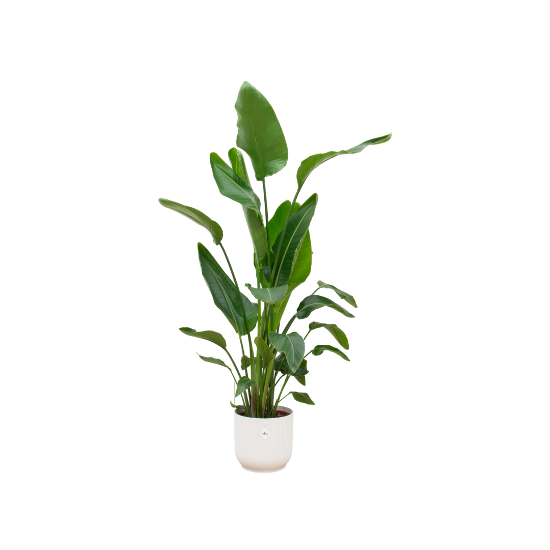 Strelitzia Nicolai Inclusief Elho Vibes Fold Round Wit Ø 30 H 160 cm