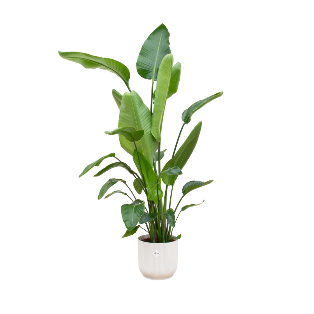 Strelitzia Nicolai Inclusief Elho Vibes Fold Round Wit Ø 30 H 170 cm