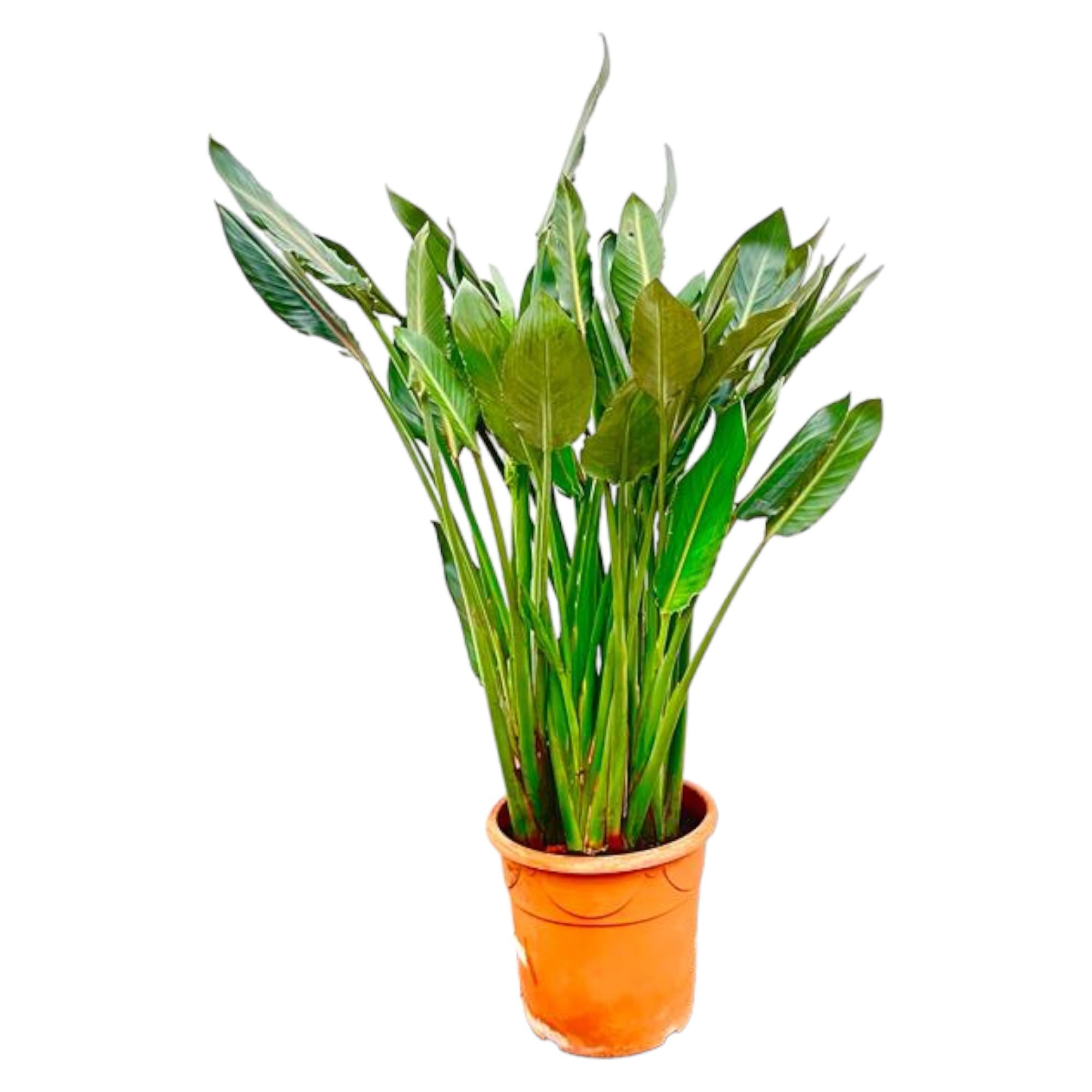 Strelitzia Reginae Ø 30 H 160 cm