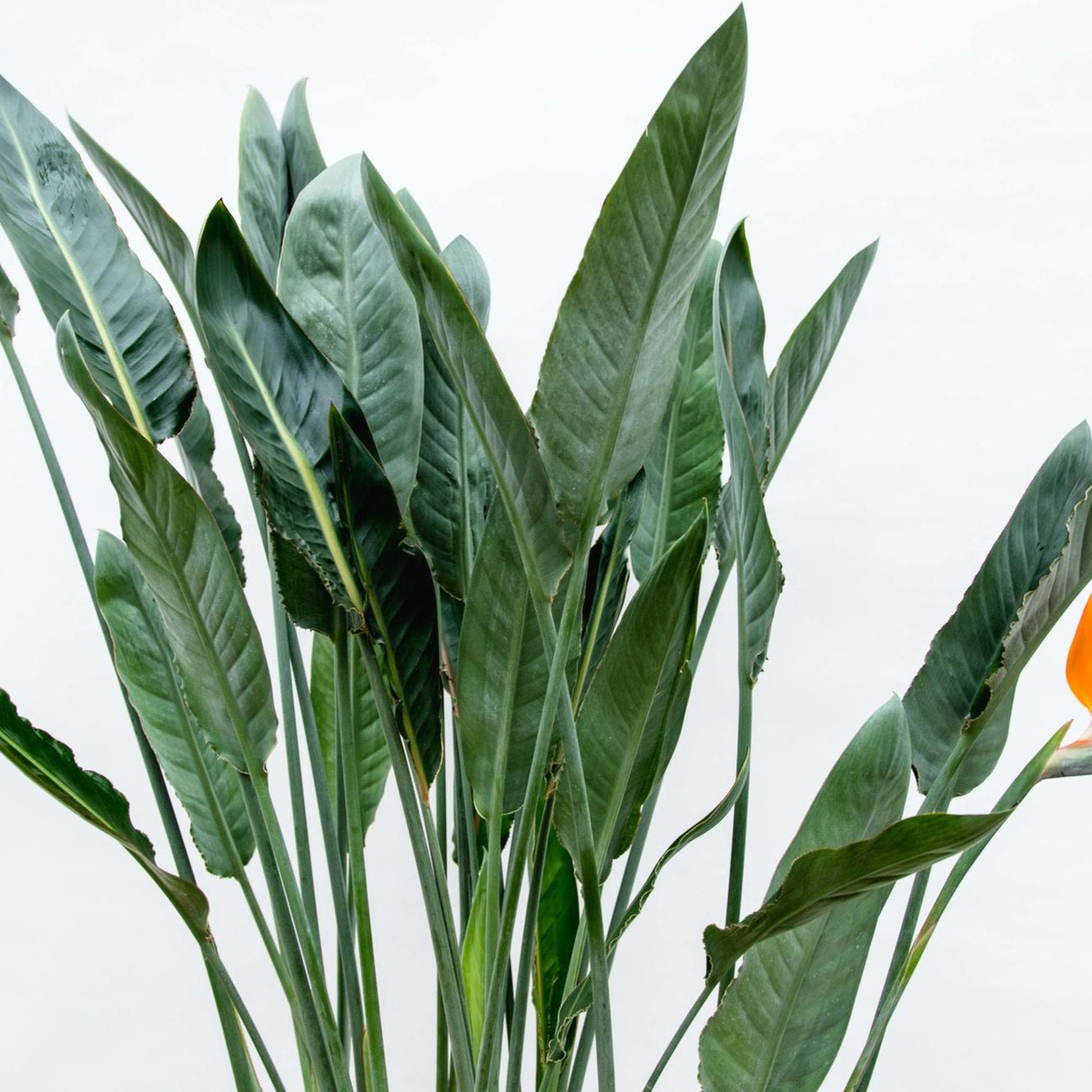 Strelitzia Reginae Ø 30 H 160 cm 2