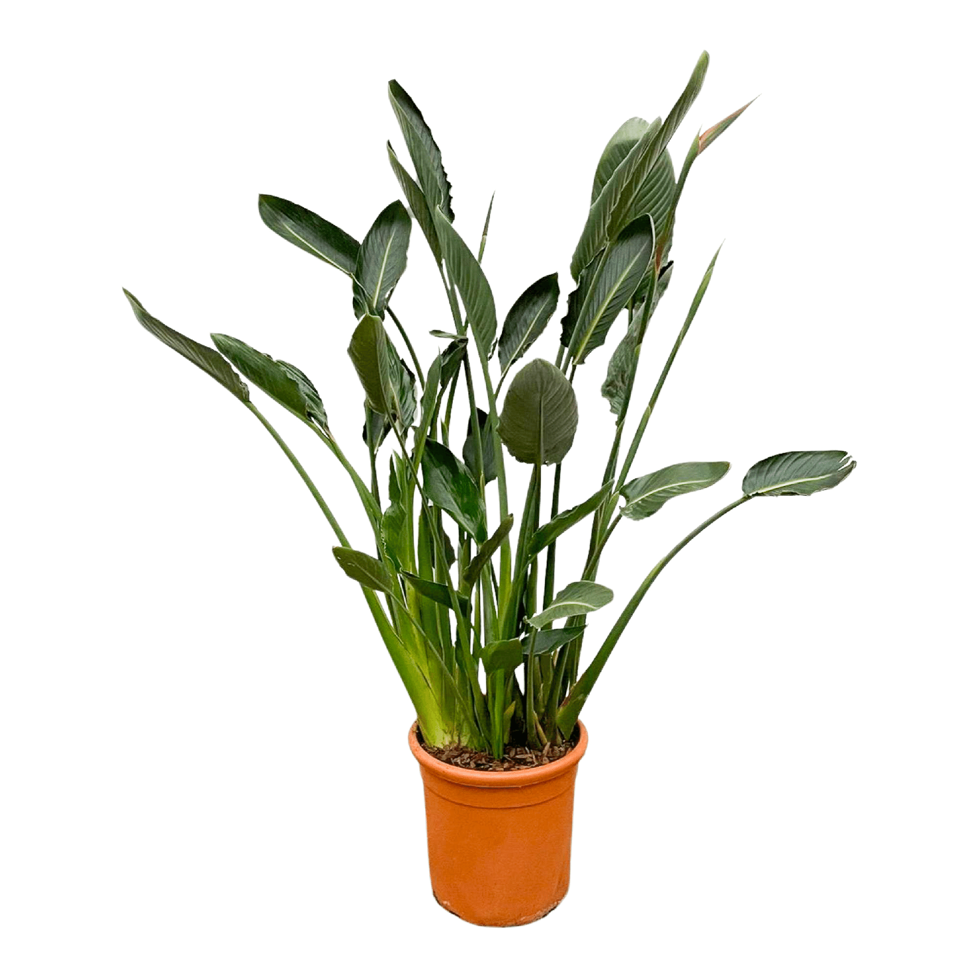 Strelitzia Reginae Ø 30 H 160 cm 3