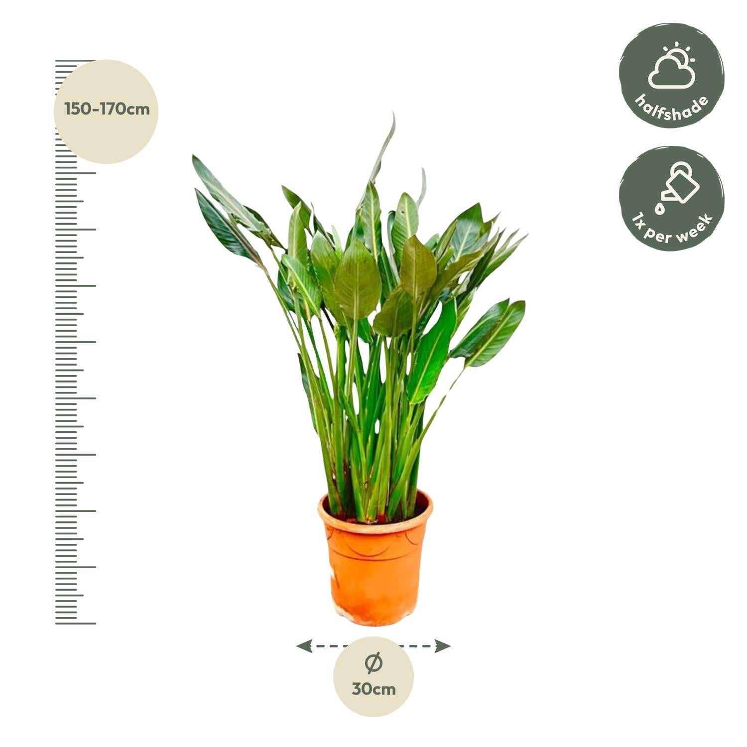 Strelitzia Reginae Ø 30 H 160 cm 4