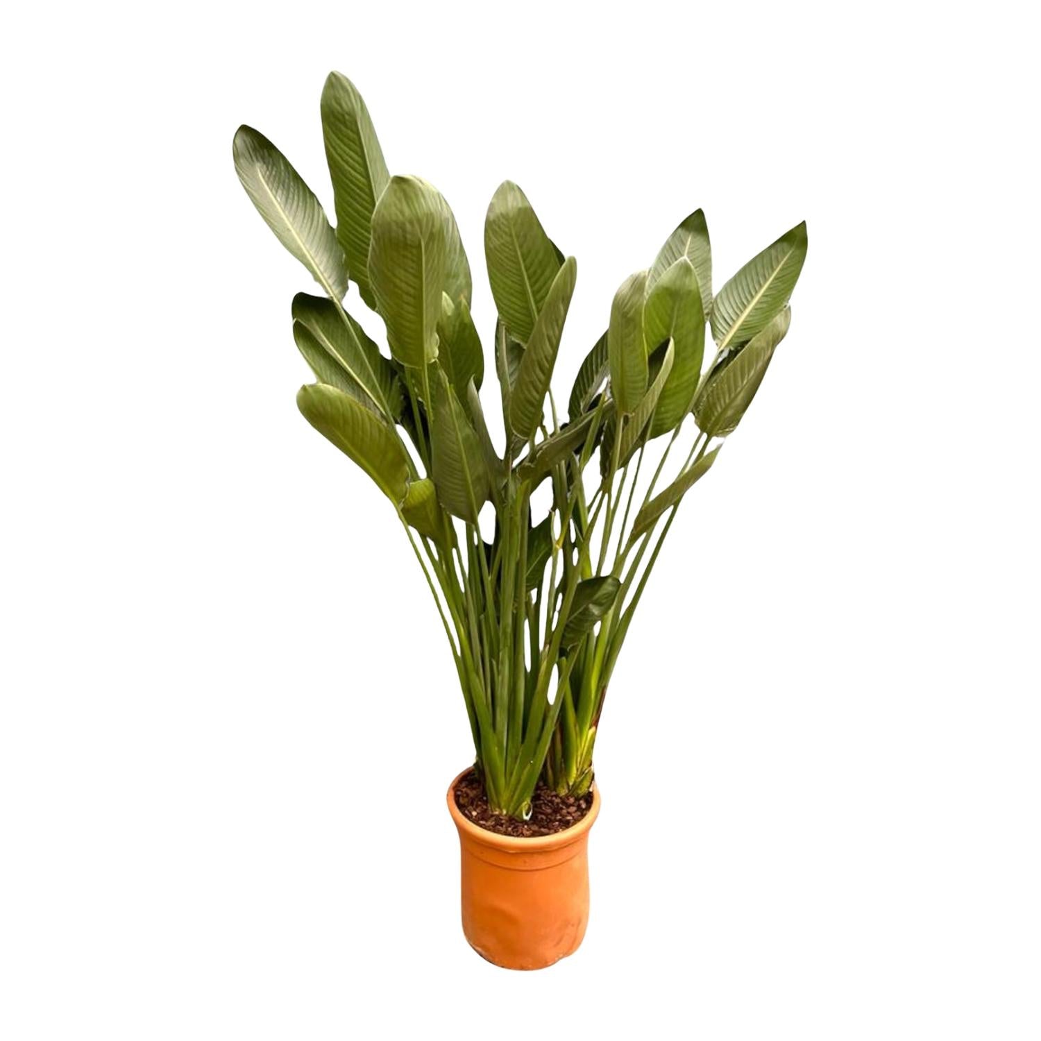 Strelitzia Reginae Ø 50 H 200 cm