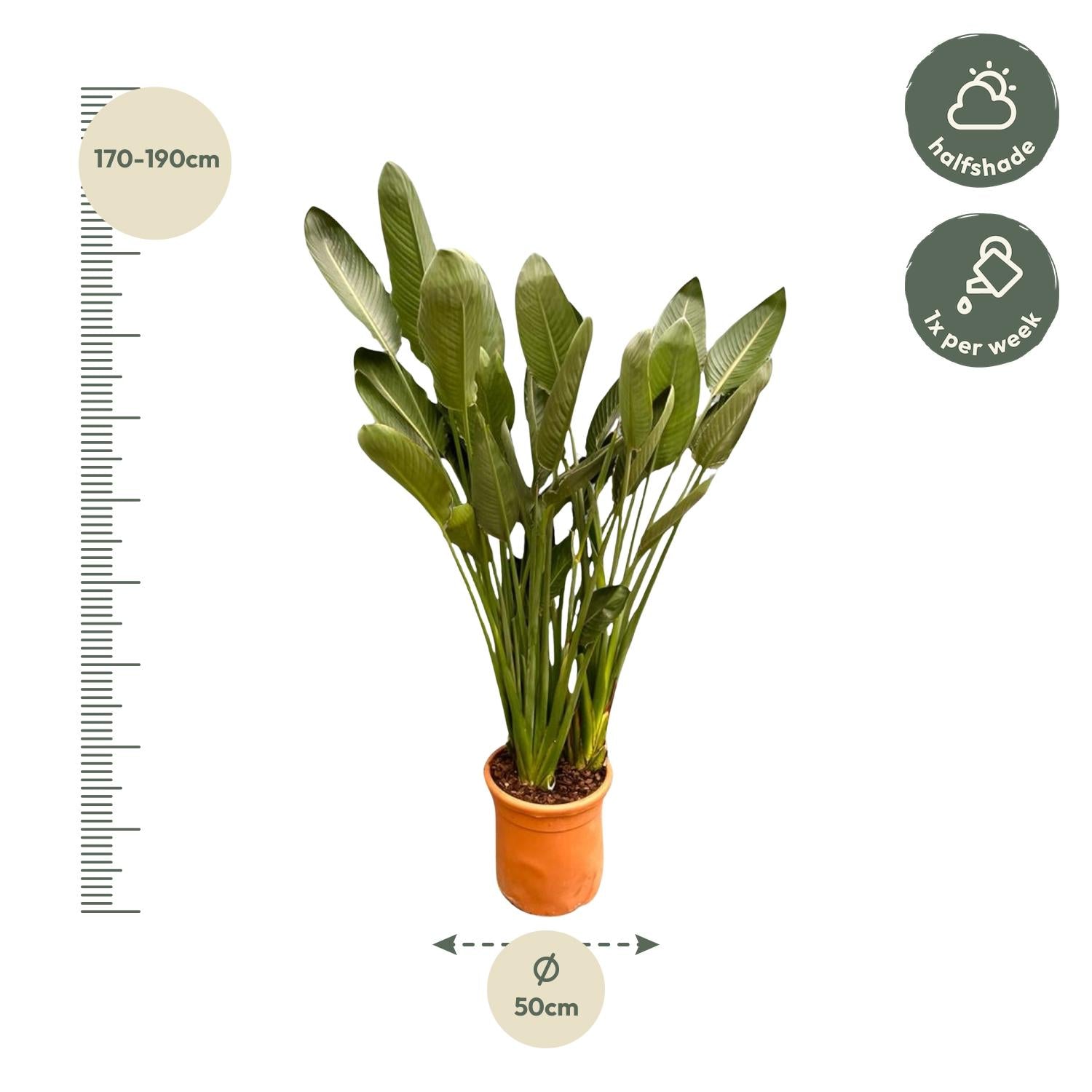 Strelitzia Reginae Ø 50 H 200 cm 2